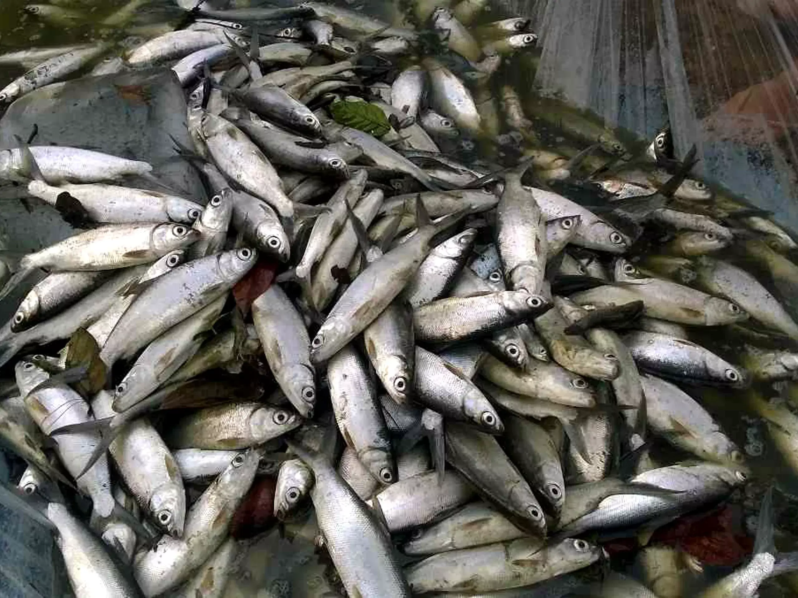 45.59 lakhs were employed under pmmsy