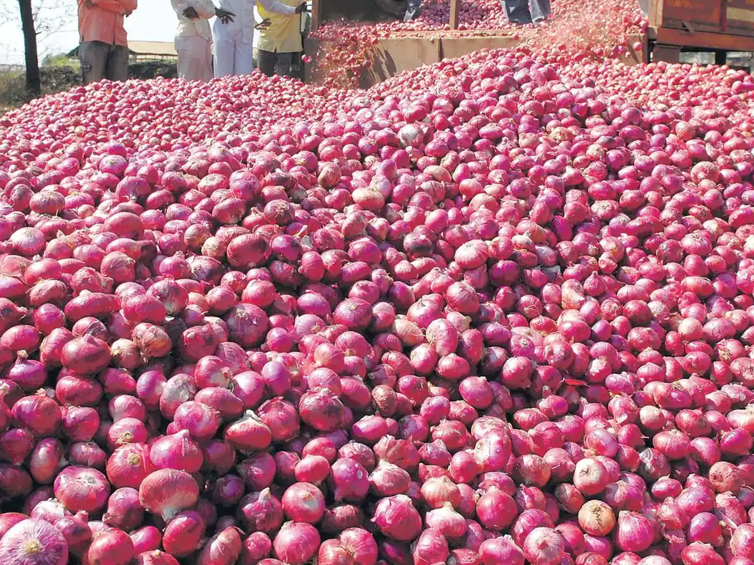 India bans import of onion web