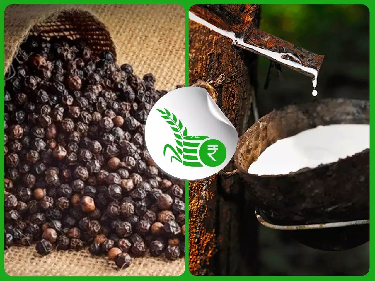 വിളവെടുപ്പിന് തുടക്കം കുറിച്ച് കുരുമുളക്; റബര്‍ വിലയില്‍ നേരിയ പ്രതീക്ഷ