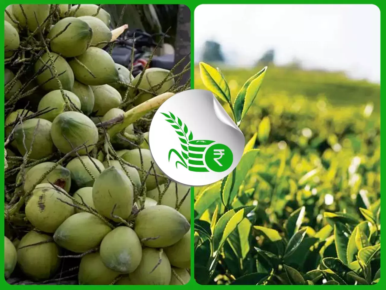 നാളികേര കര്‍ഷകര്‍ വിളവെടുപ്പിന്; തേയില ഉല്‍പ്പാദനത്തില്‍ ഇടിവ്