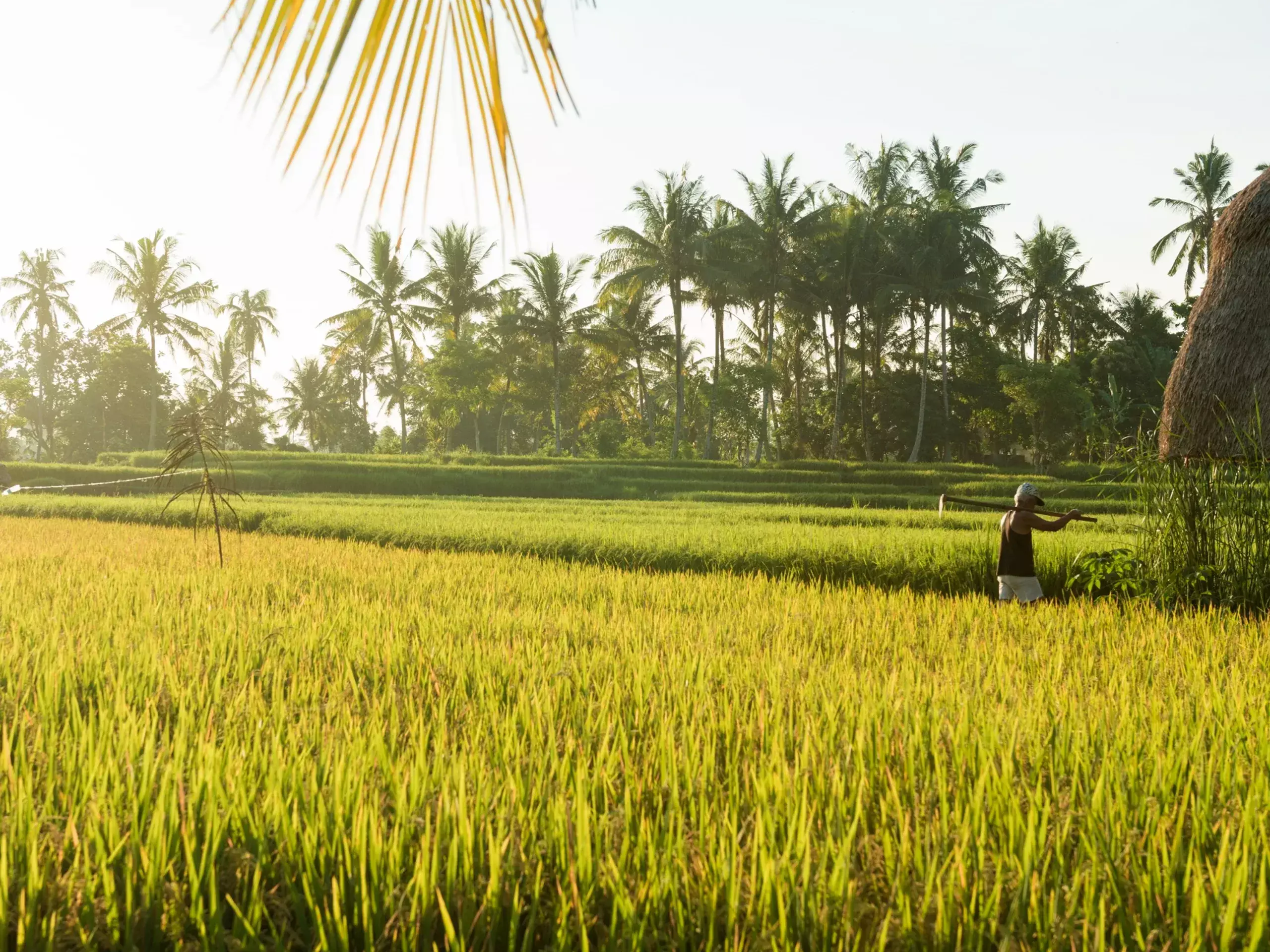 cost of production takes hold, rice farming in crisis