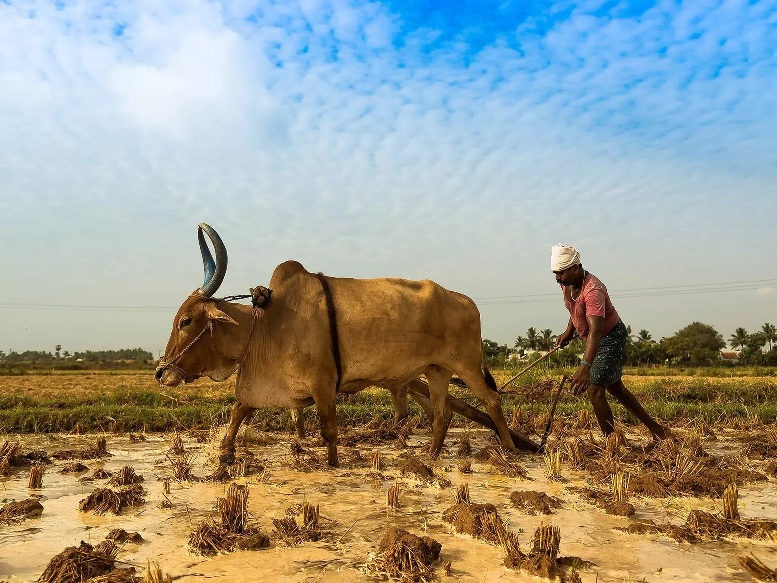 department of agriculture and farmers welfare implements various schemes