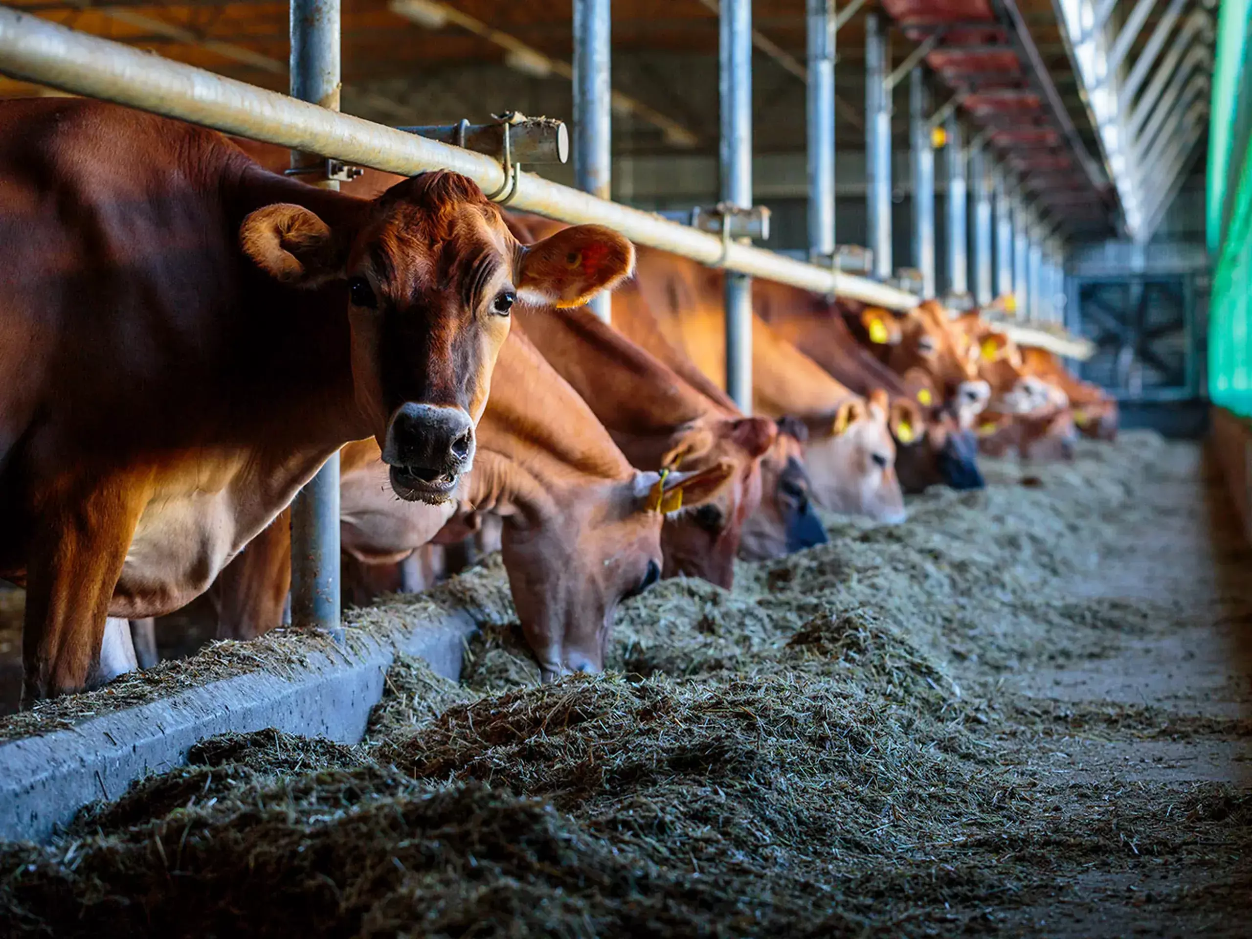 gujarats dairy sector has crossed one lakh crore