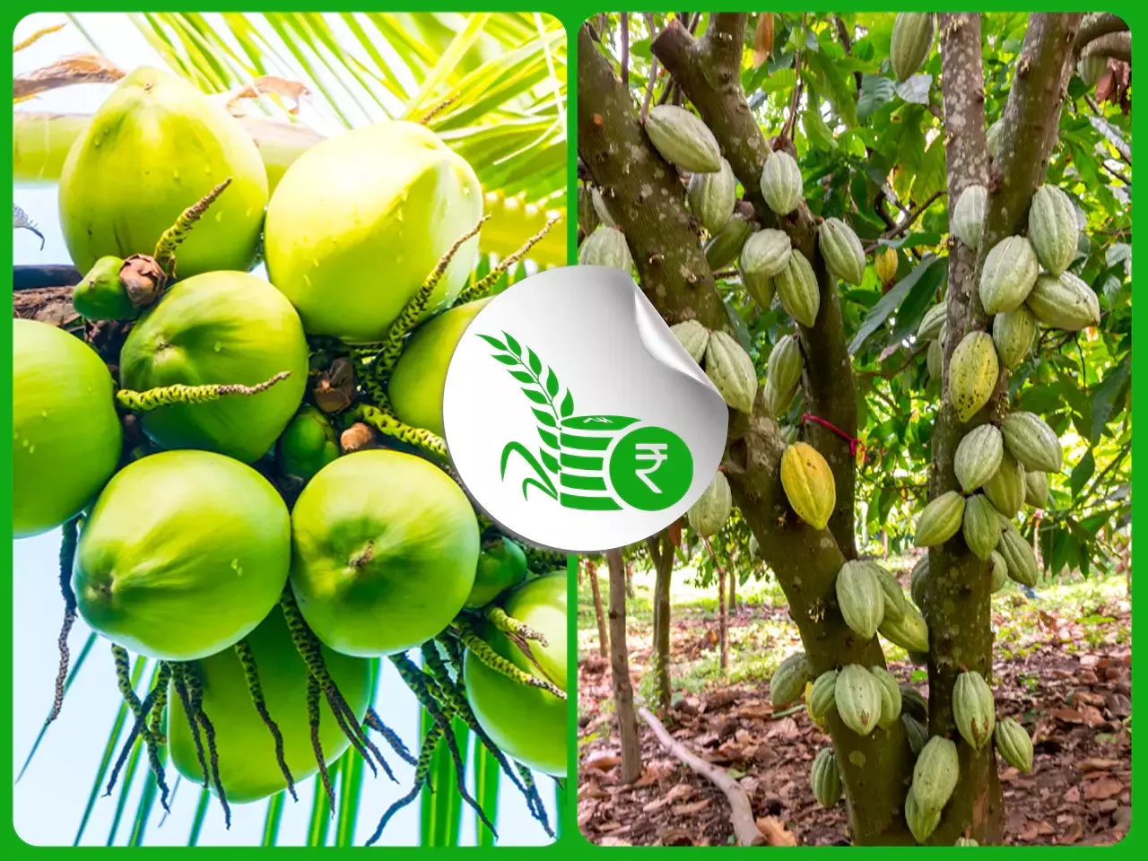 നാളികേര വിപണിയില്‍ മ്ലാനത;  കൊക്കോയില്‍ പ്രതീക്ഷ പൂക്കുന്നു