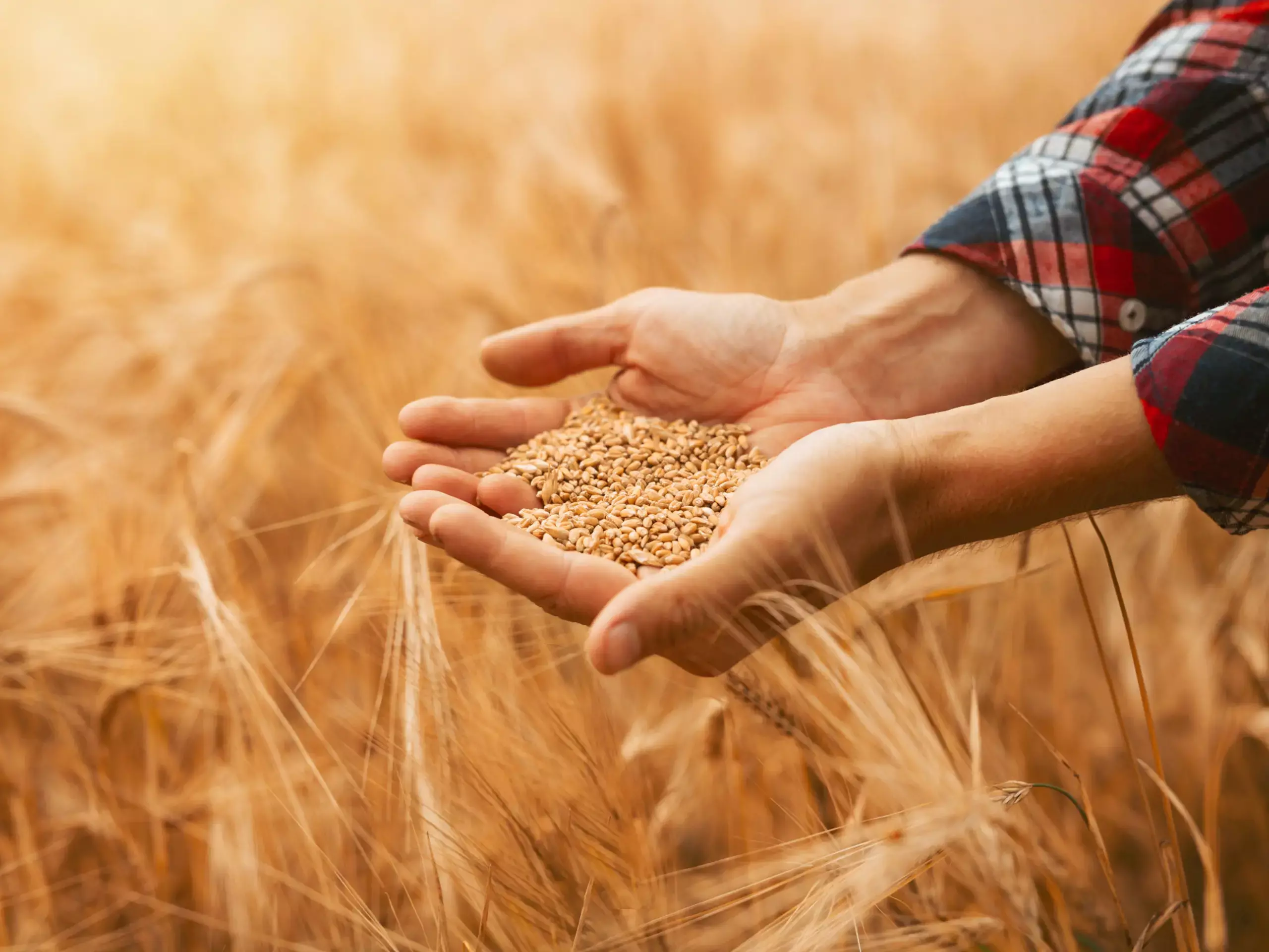 ഗോതമ്പുല്‍പ്പാദനം പുതിയ റെക്കാര്‍ഡിലെത്തുമെന്ന് പ്രതീക്ഷ