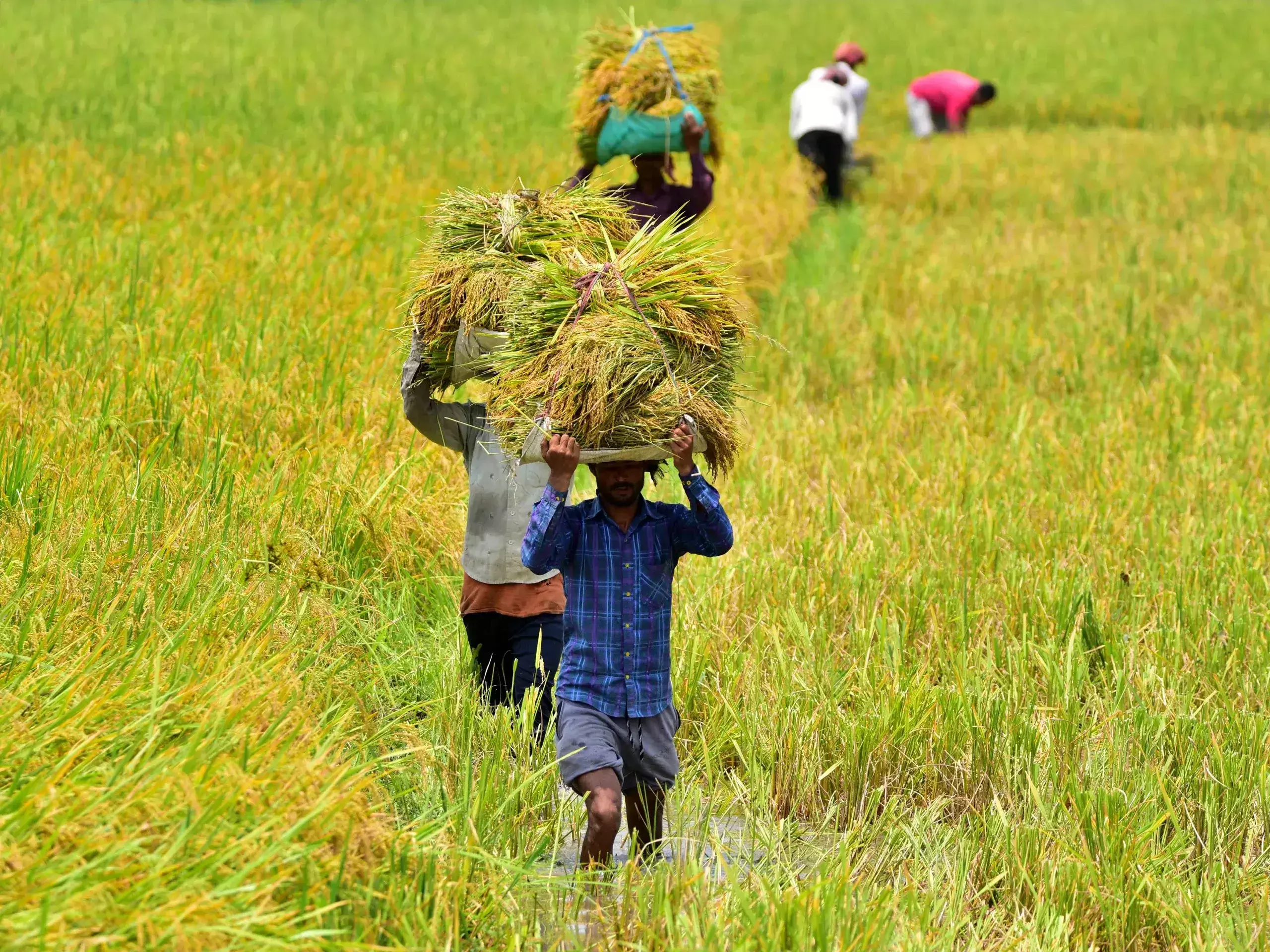 agricultural laborers can reinstate their membership in the welfare board
