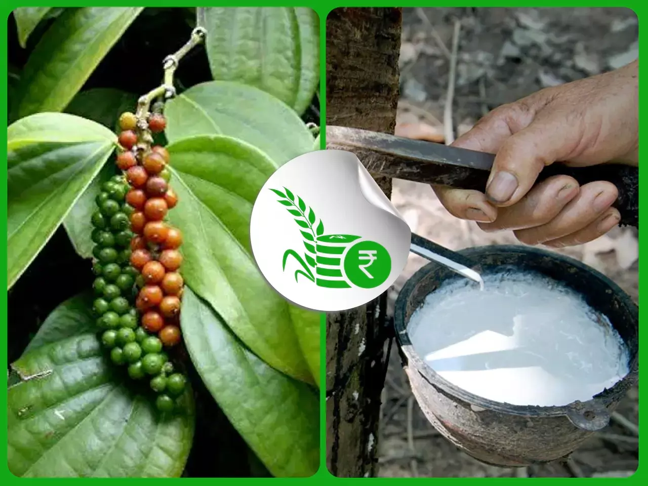 കുരുമുളക്  വിളവെടുപ്പ് തുടങ്ങി,റബ്ബർ വില ഉയർന്നു