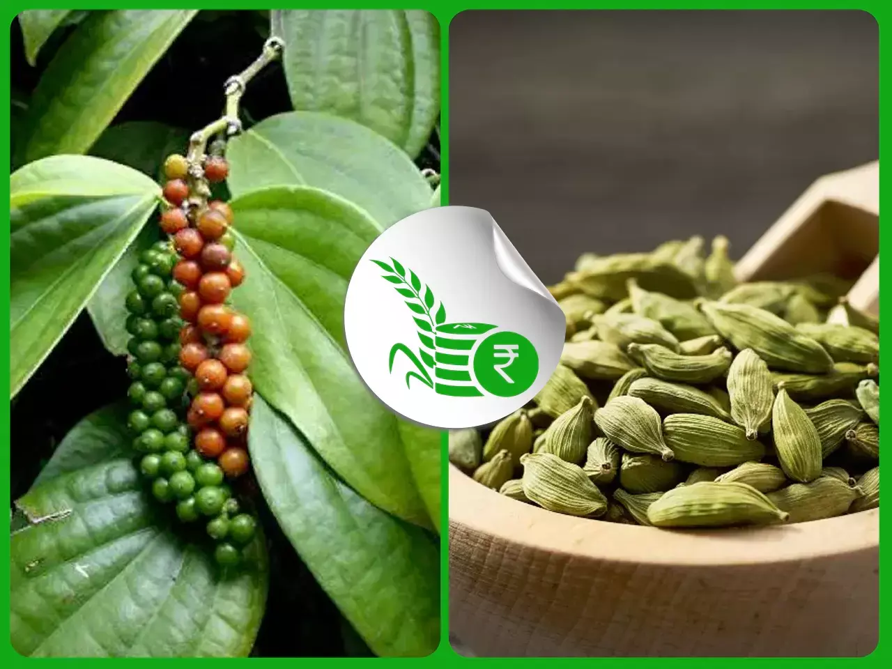 കുരുമുളക് സംഭരണം തുടങ്ങി; ഏലം സീസണ്‍ അവസാന ഘട്ടത്തിലേക്ക്