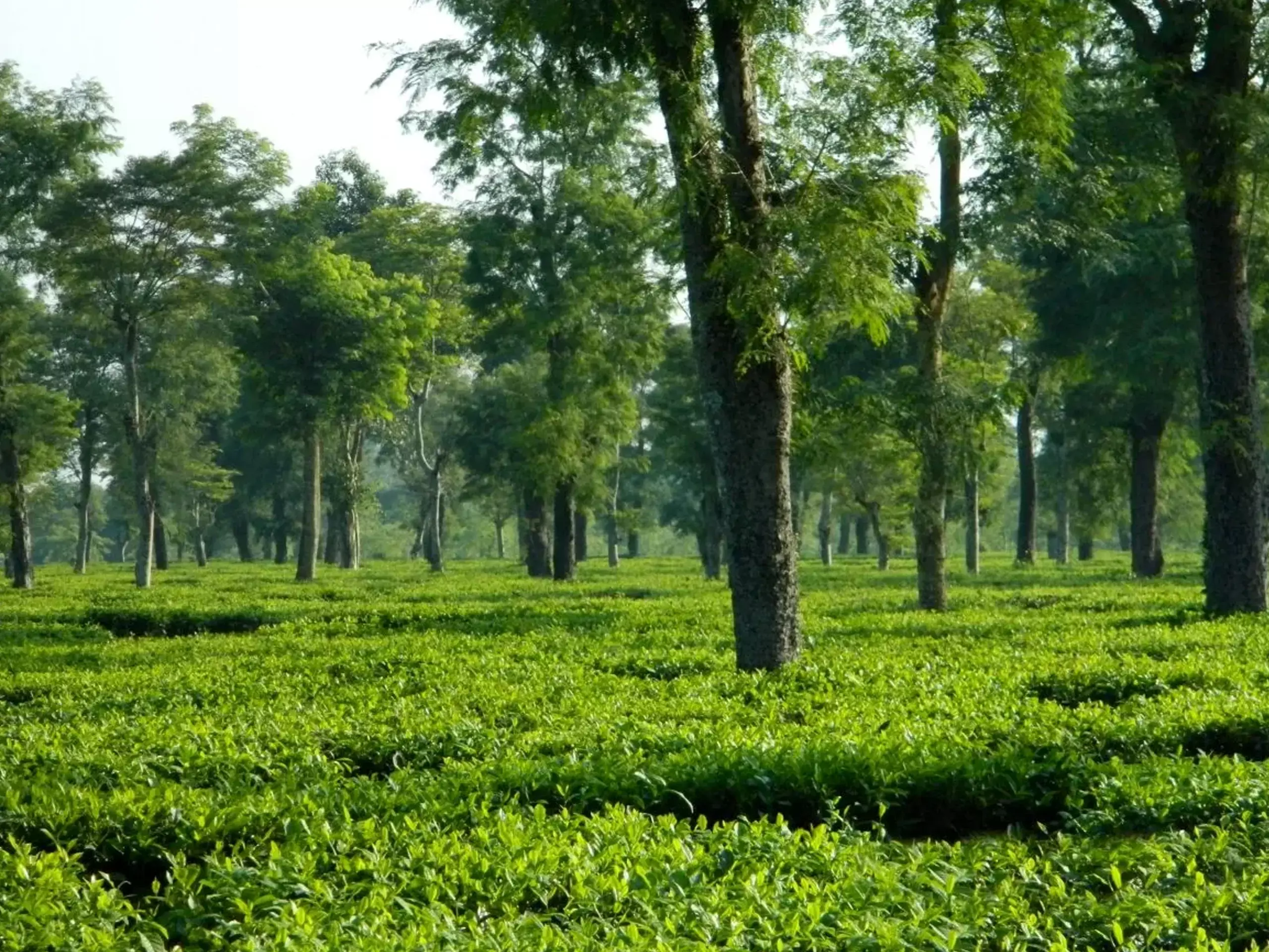 First auction center for tea is set up in Tripura