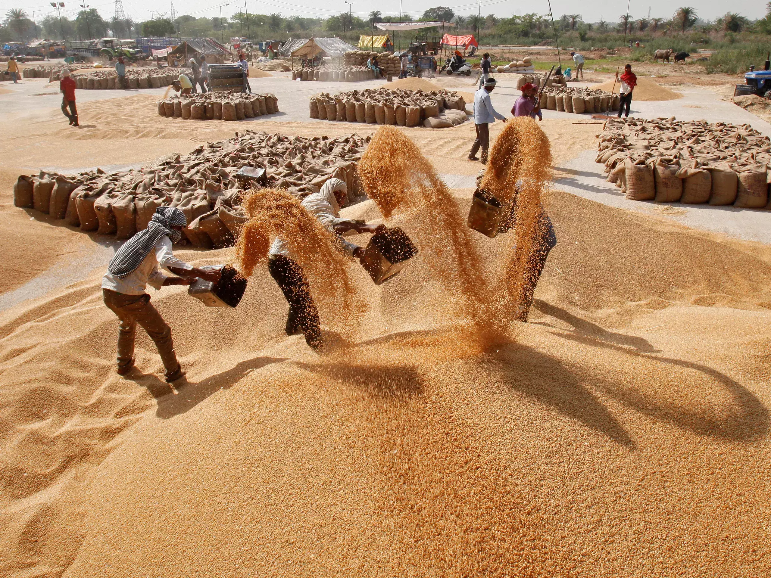 wheat production is expected to improve