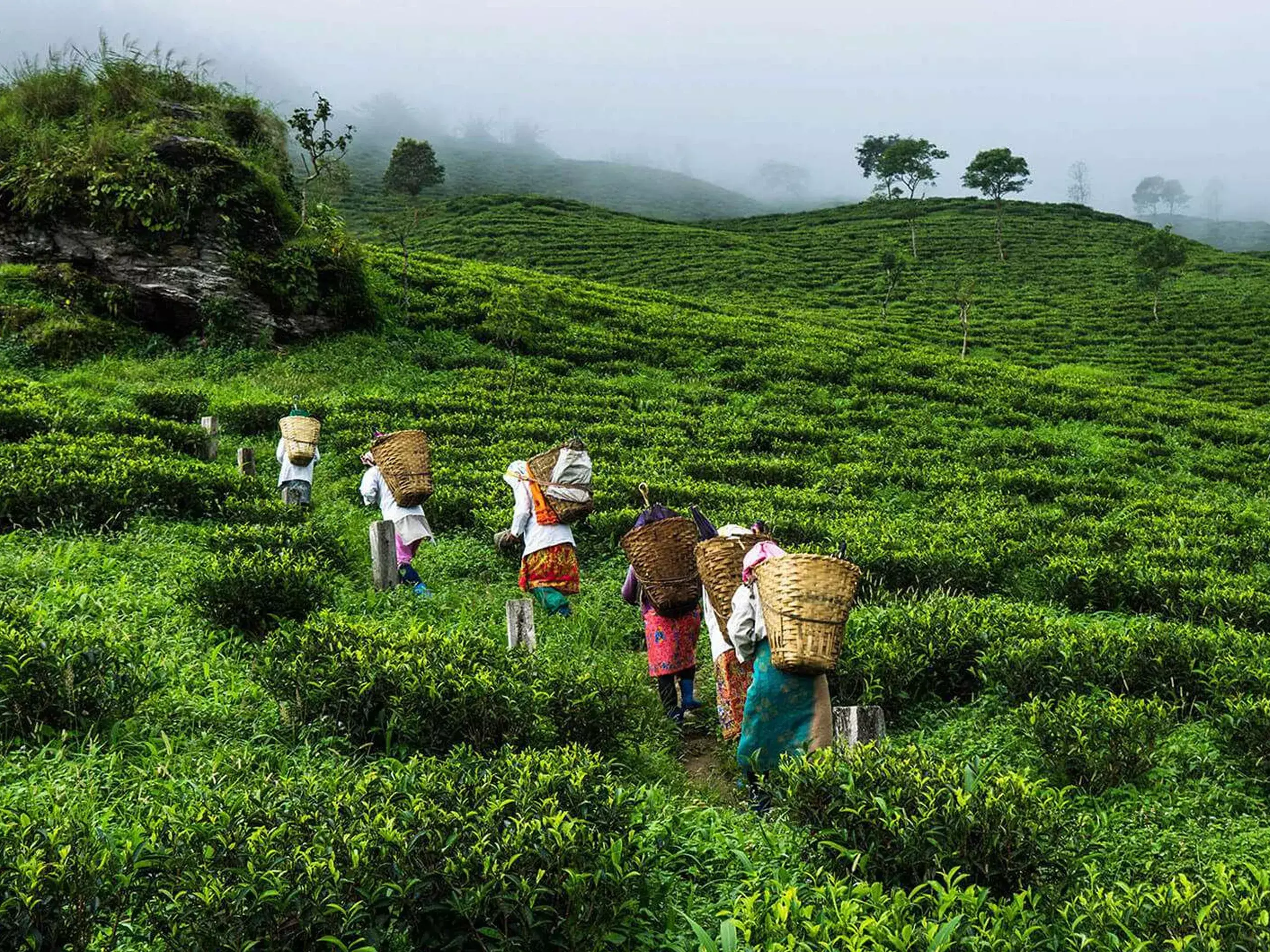 kerala will implement single window system for plantation sector