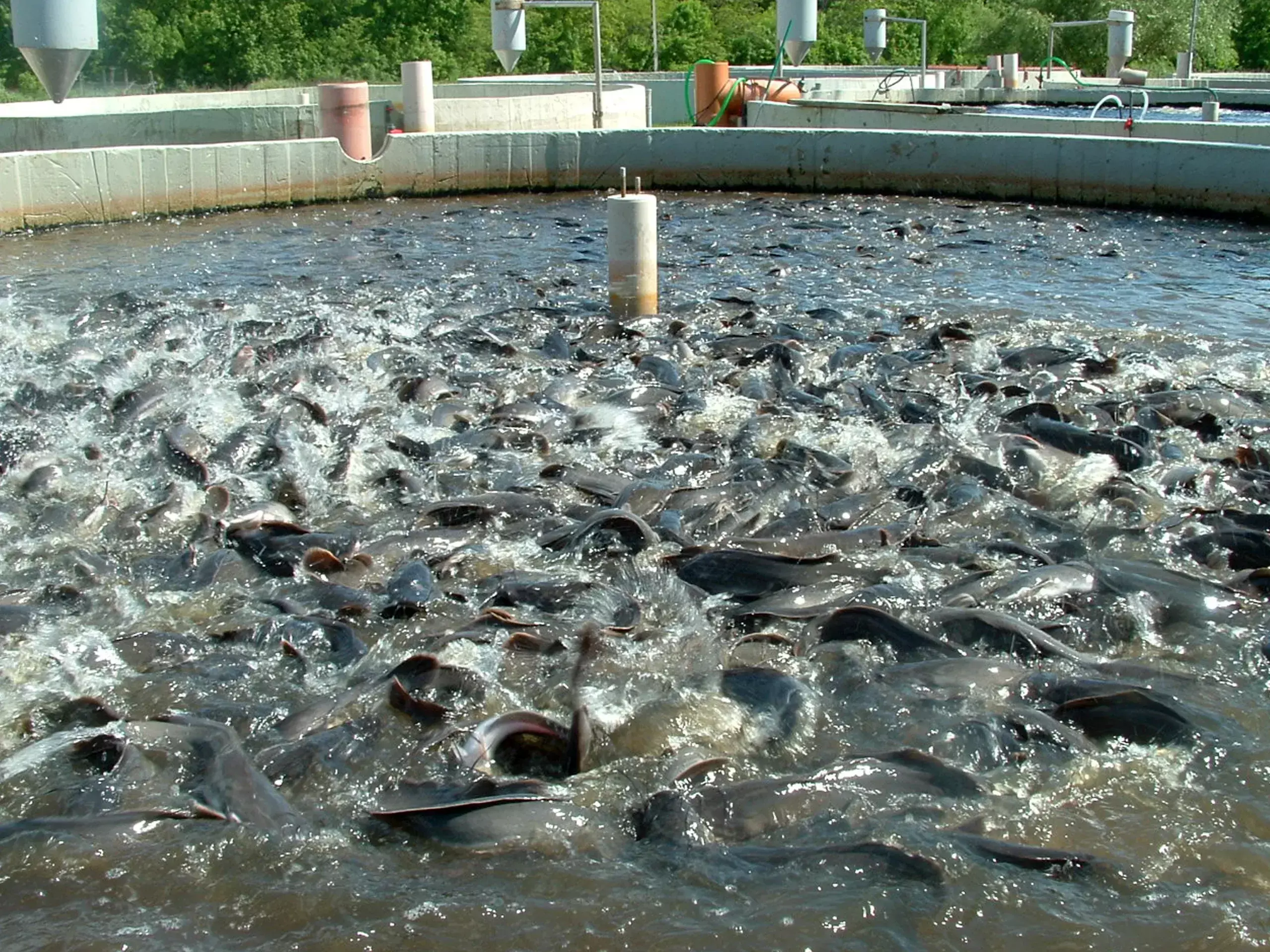 applications are invited for fish farming projects