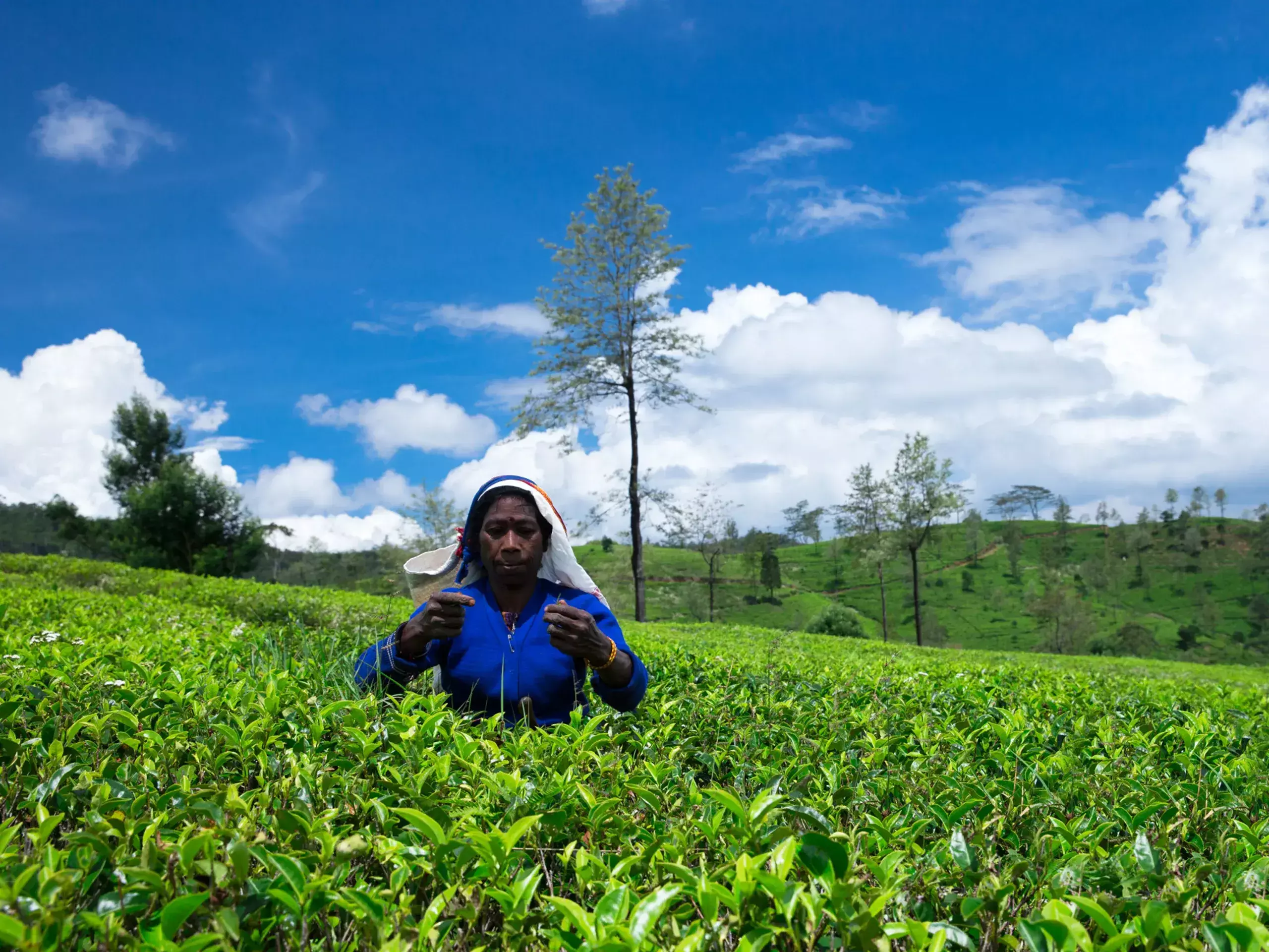 social upliftment through modernization of plantation sector