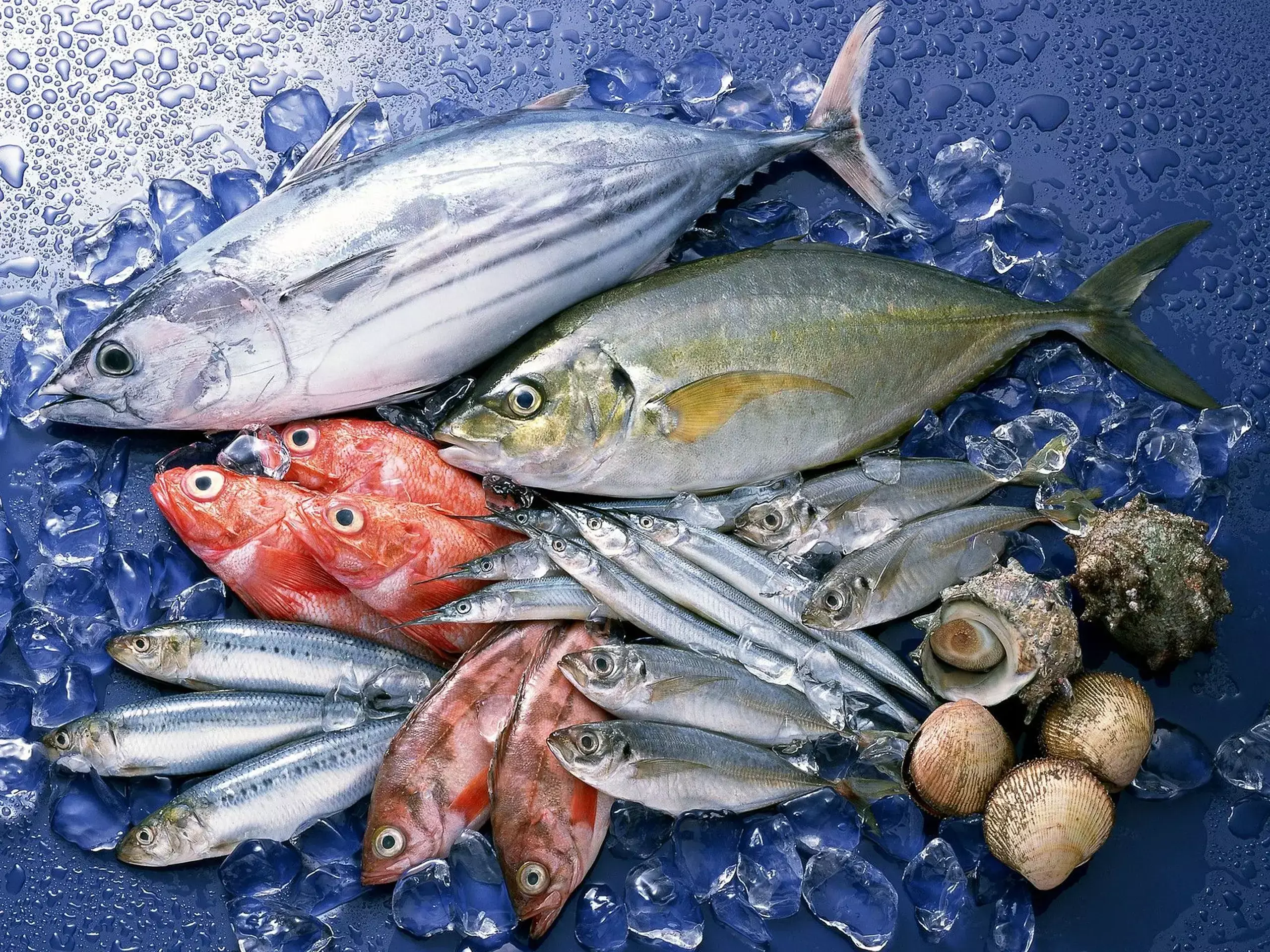 fish can be made in the lab, big experiment in kochi