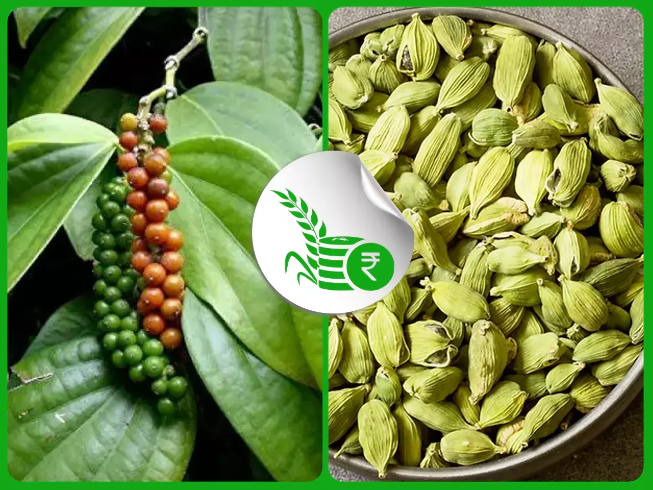 നിശബ്ദമായി കുരുമുളക് കയറ്റുമതി; ഏലത്തില് പിടിമുറുക്കി മധ്യവര്ത്തികള് നിശബ്ദമായി കുരുമുളക് കയറ്റുമതി; ഏലത്തില് പിടിമുറുക്കി മധ്യവര്ത്തികള്