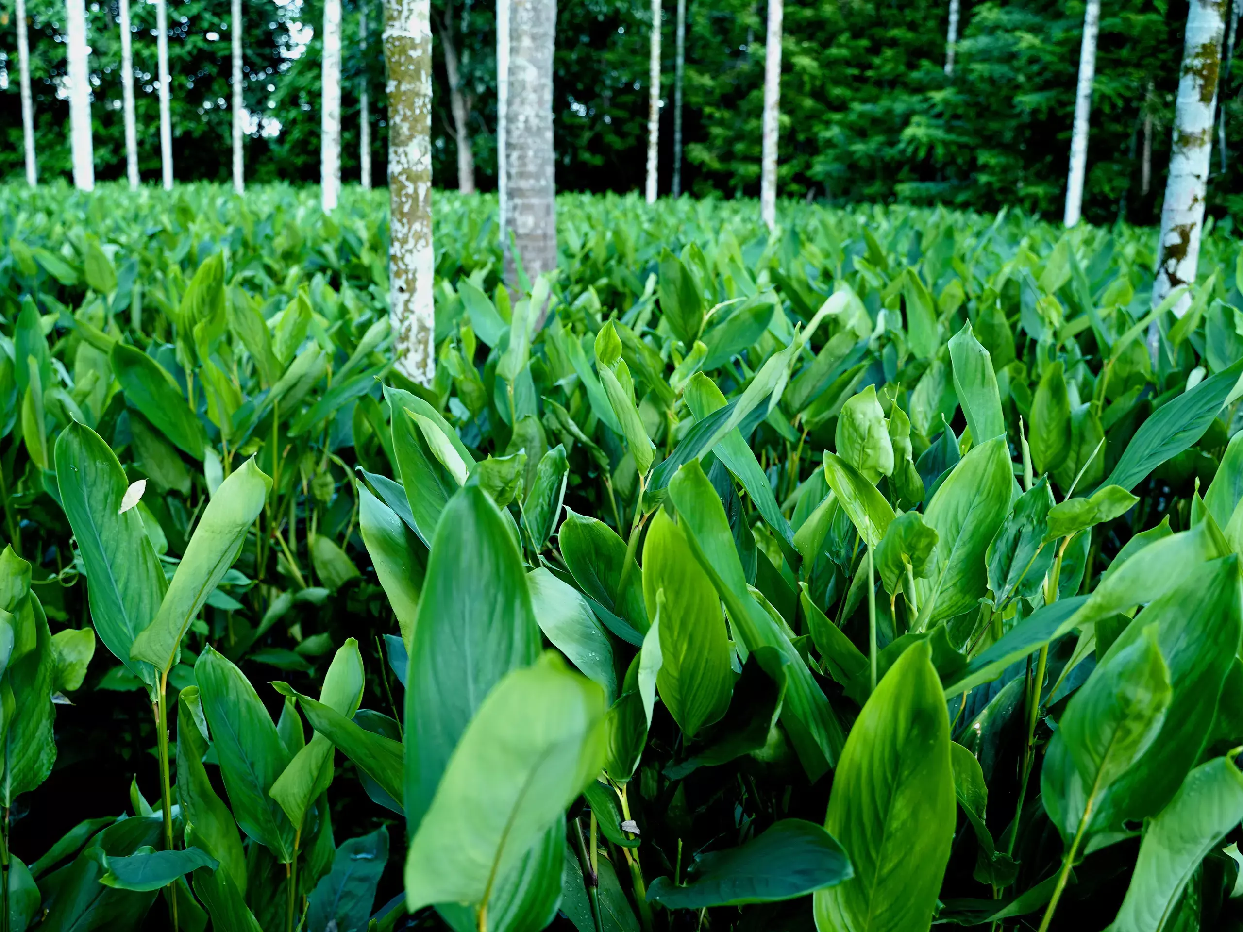 Purely organic, the king crabs of Kalamassery