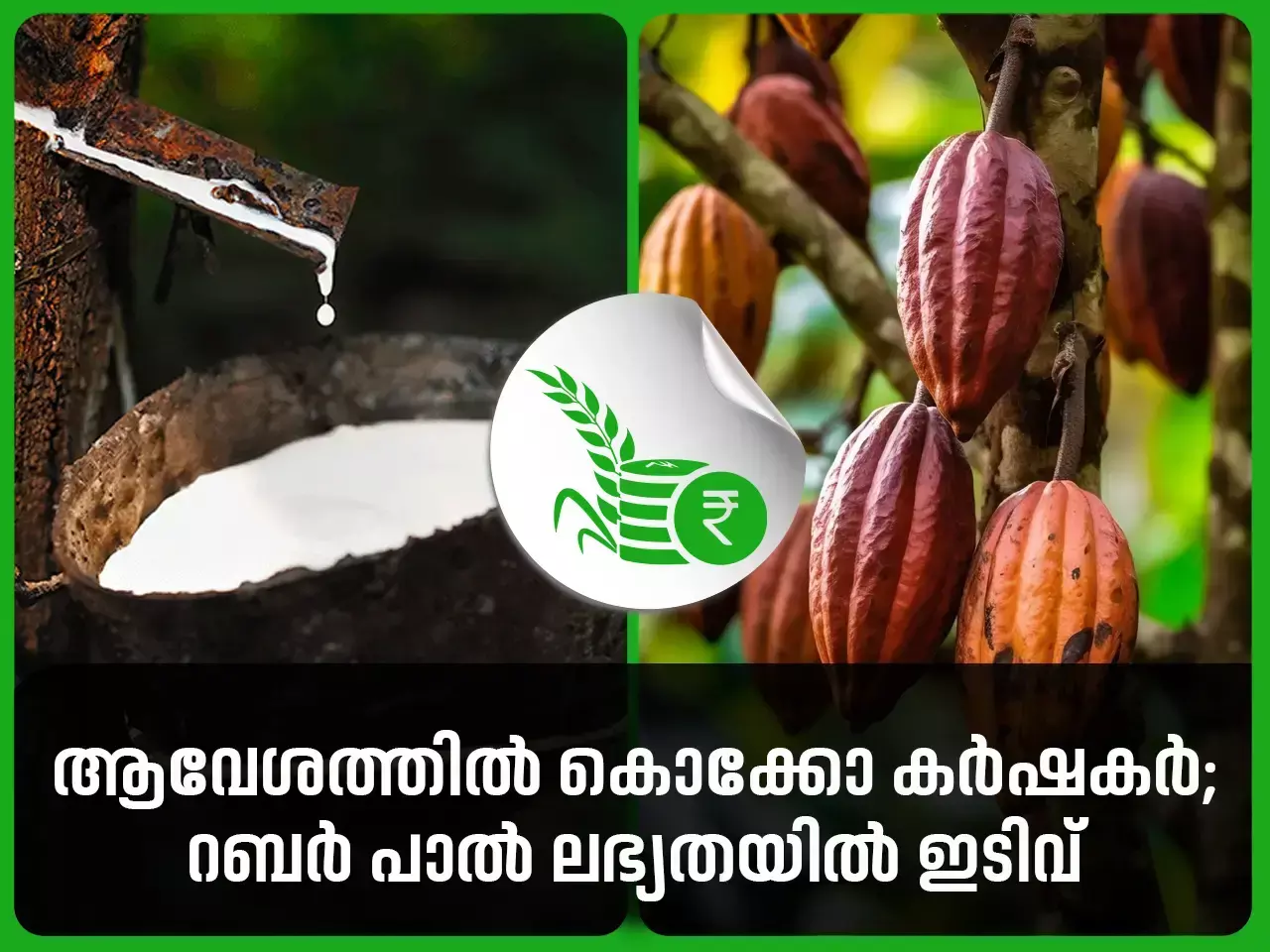 ആവേശത്തില്‍ കൊക്കോ കര്‍ഷകര്‍; റബര്‍ പാല്‍ ലഭ്യതയില്‍ ഇടിവ്