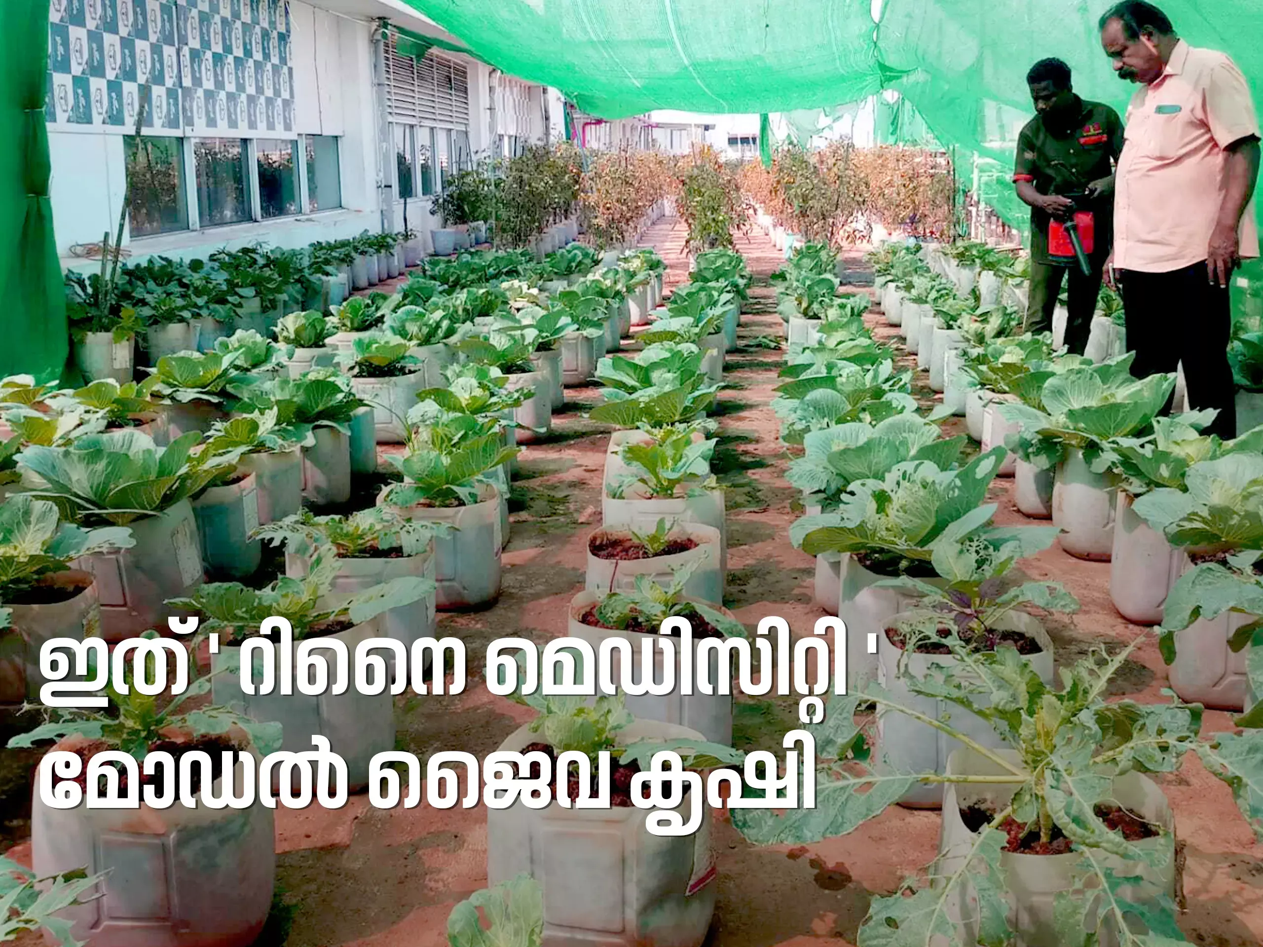 ഇത് റിനൈ മെഡിസിറ്റി മോഡല്‍ ജൈവ കൃഷി