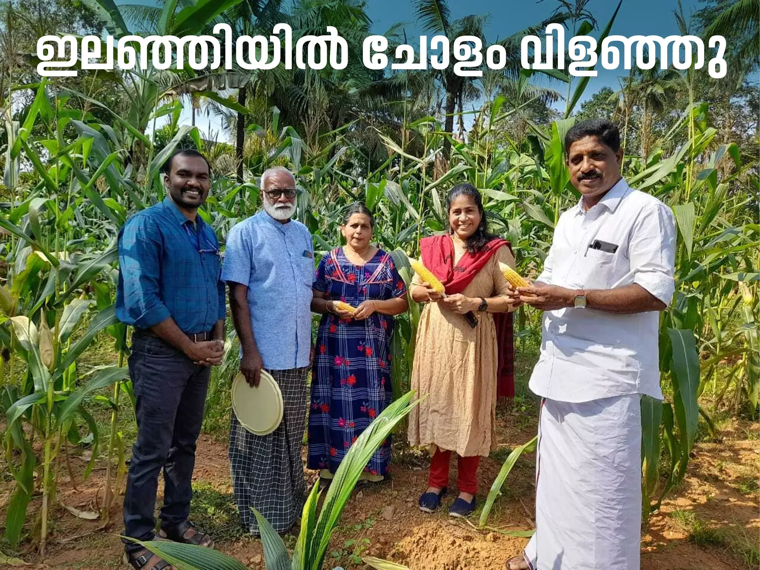 maize grew in elanji