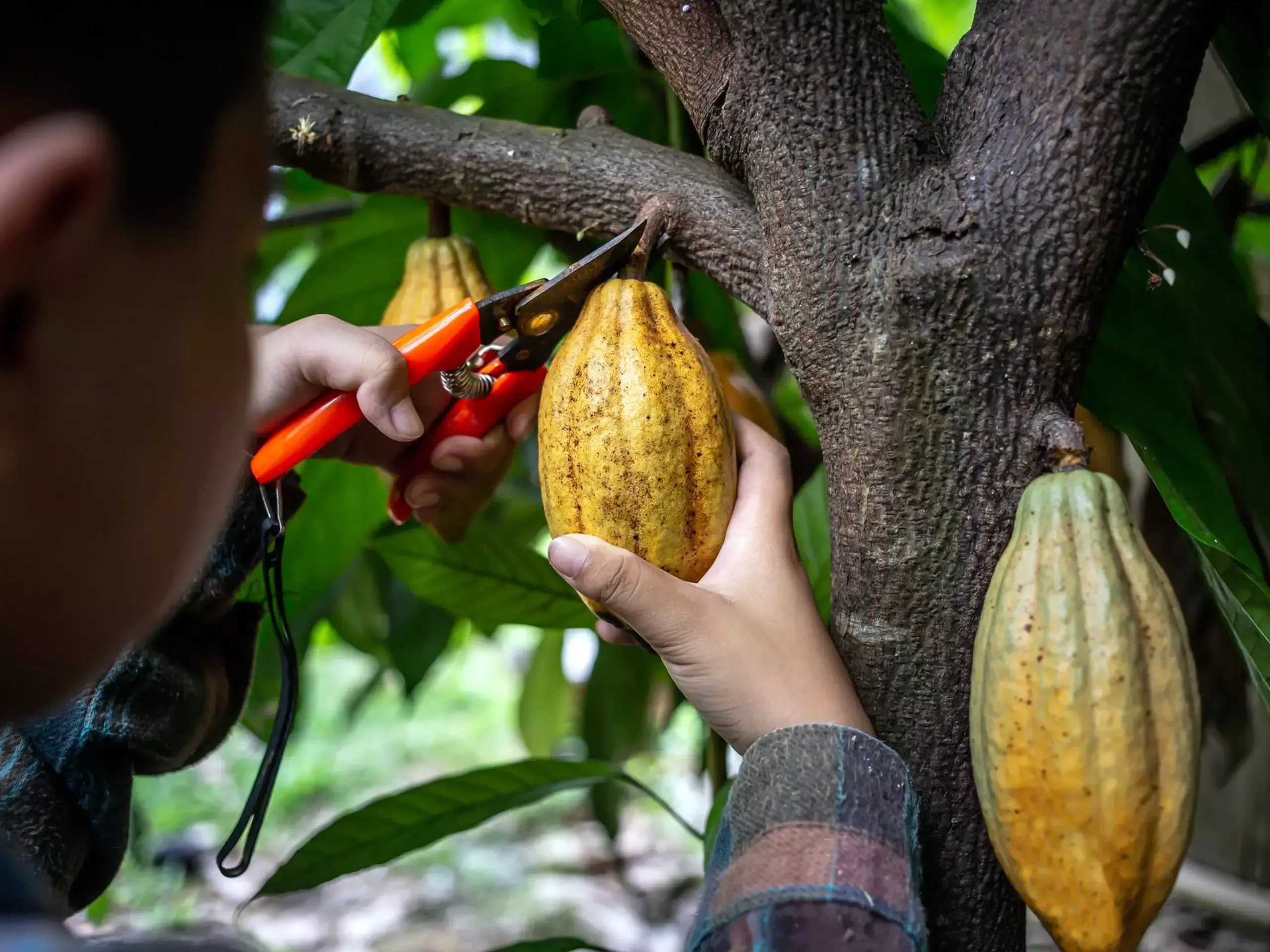 Cocoa farmers hit hard, price at 400
