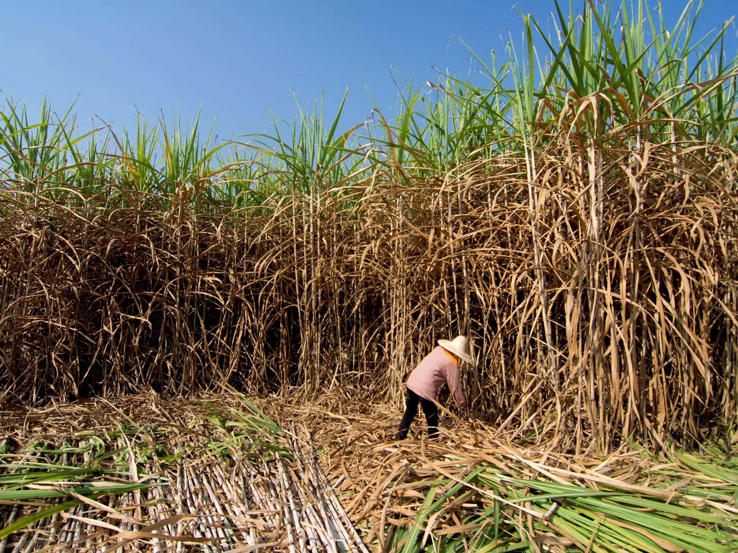 Sugarcane farmers to lick the sweet