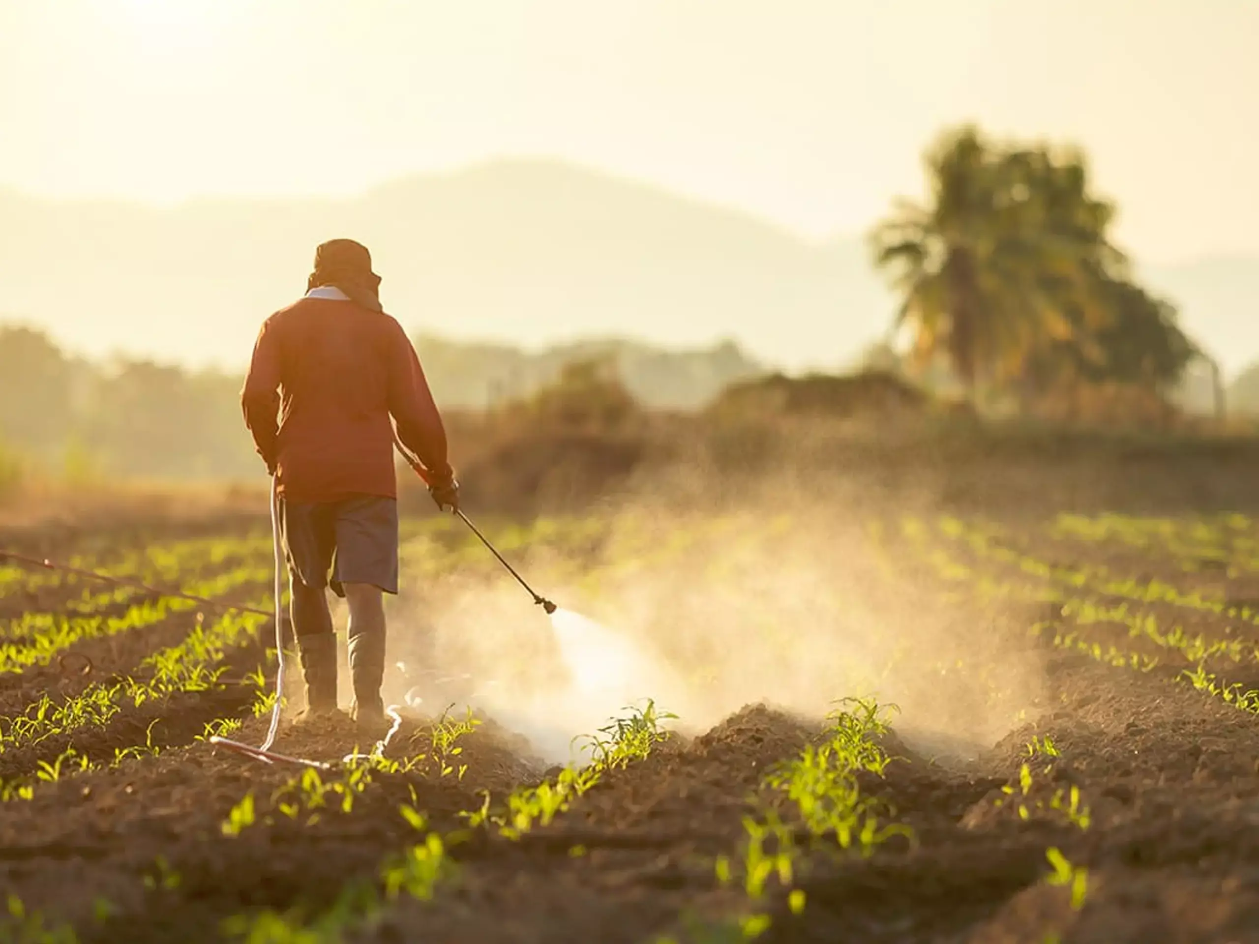 രാസവള ഇറക്കുമതിയെ വട്ടം കറക്കി ഹൂതികള് രാസവള ഇറക്കുമതിയെ വട്ടം കറക്കി ഹൂതികള്