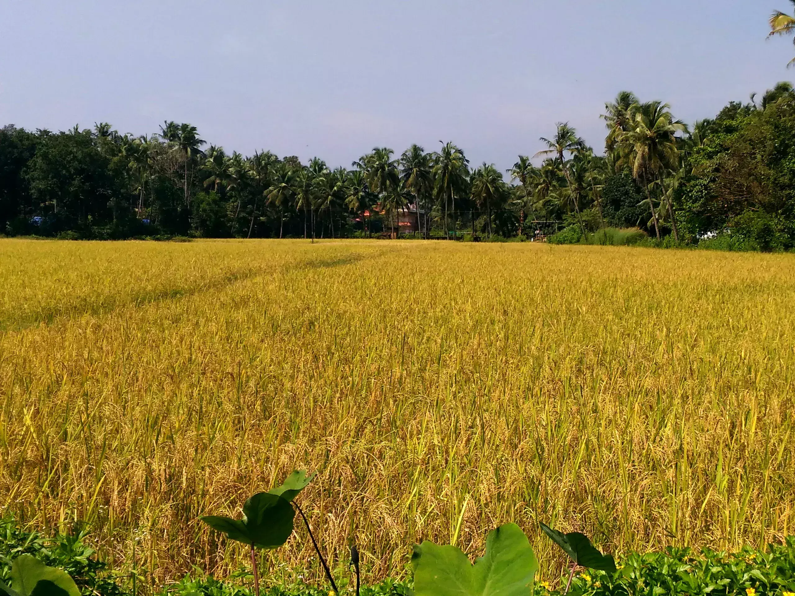 203.9 crores have been sanctioned to supplyco