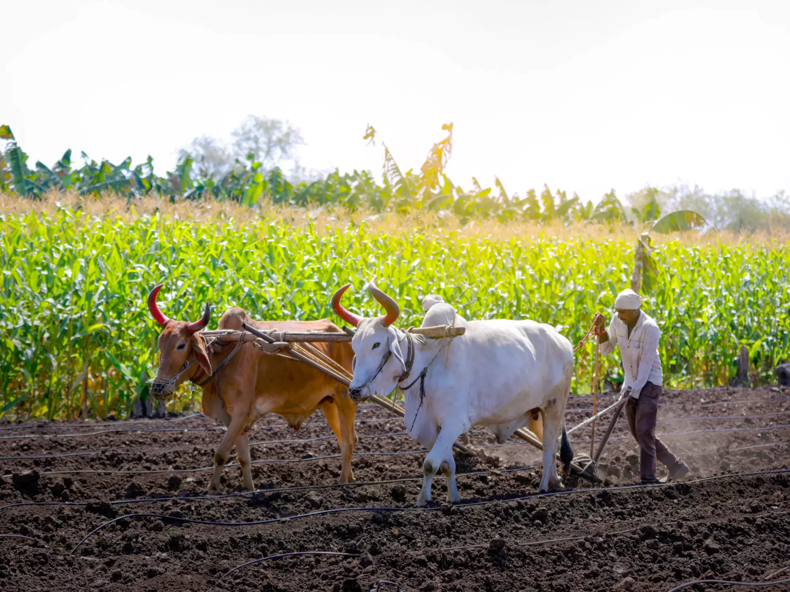 കാര്‍ഷികരംഗത്ത് നിശബ്ദ വിപ്ലവമായി പിഎം സമ്മാന്‍ നിധി