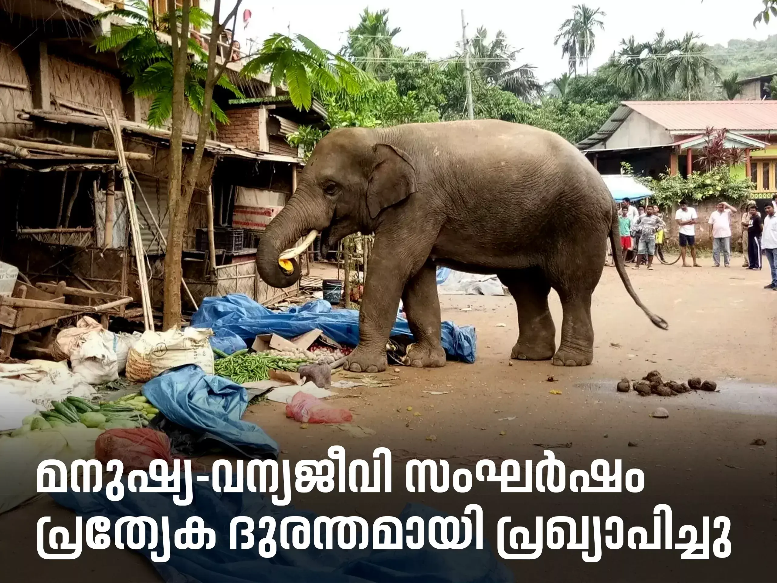 human-wildlife conflict has been declared a special disaster