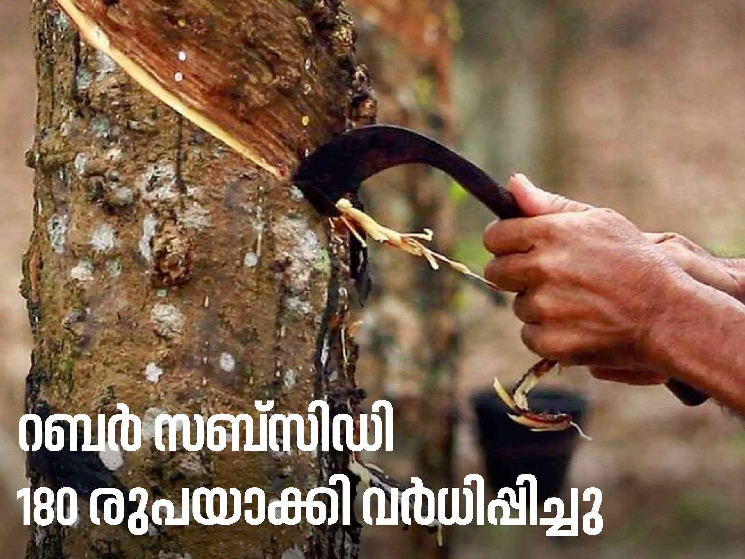 സംസ്ഥാനത്ത്  റബർ സബ്‌സിഡി 180 രുപയാക്കി വർധിപ്പിച്ചു