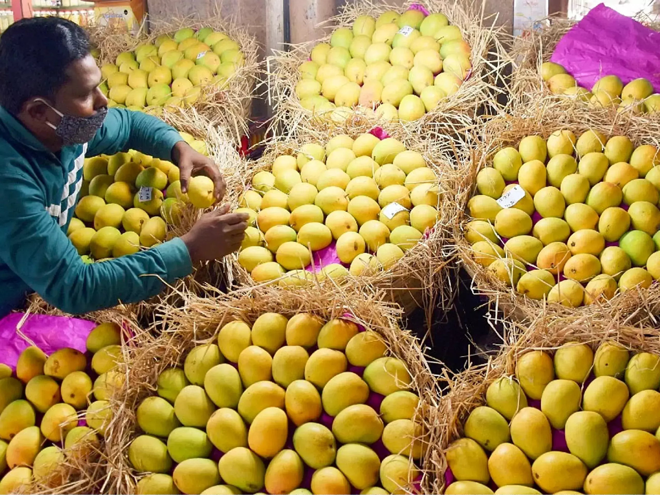 mango production will rise, heat wave is less likely to affect agriculture mango production will rise, heat wave is less likely to affect agriculture