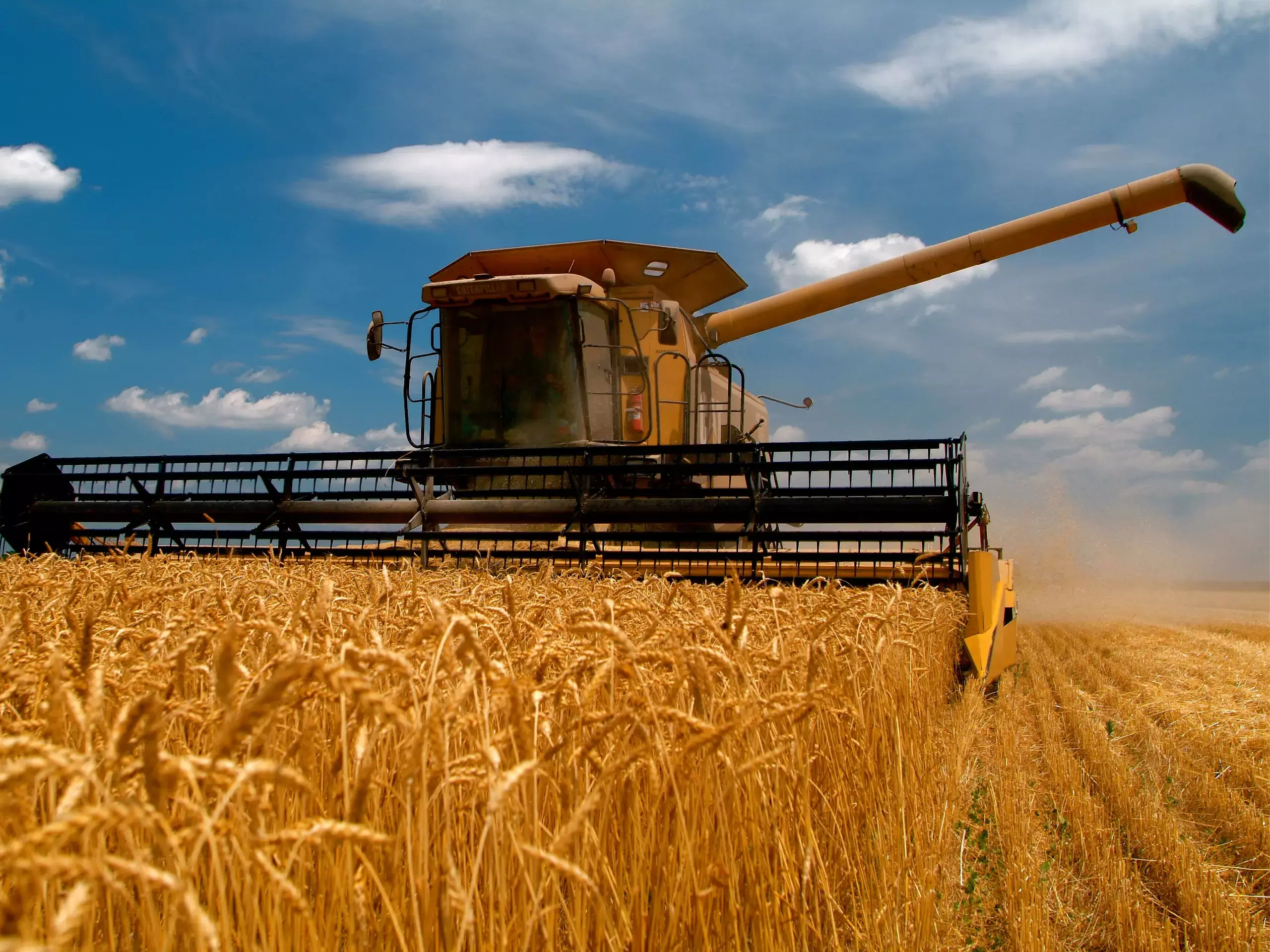 ഗോതമ്പ് ഉത്പാദനം : കാലാവസ്ഥാ ആഘാതങ്ങളെ മറികടക്കുമെന്ന് ഇന്ത്യ