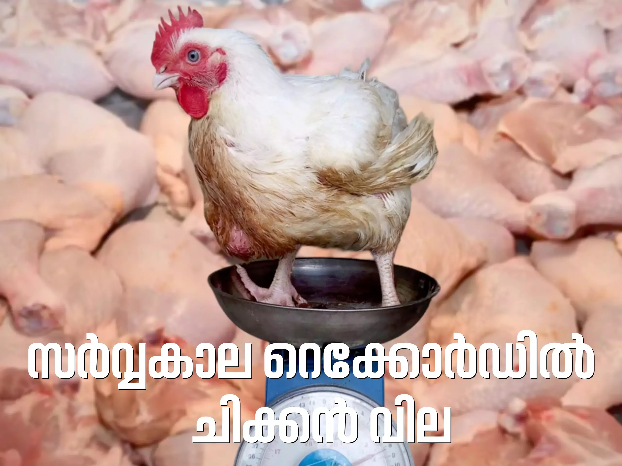 റെക്കോർഡിൽ എത്തി ചിക്കൻ വില; ഒരു കിലോ കോഴിയിറച്ചിക്ക് വില 260 രൂപ