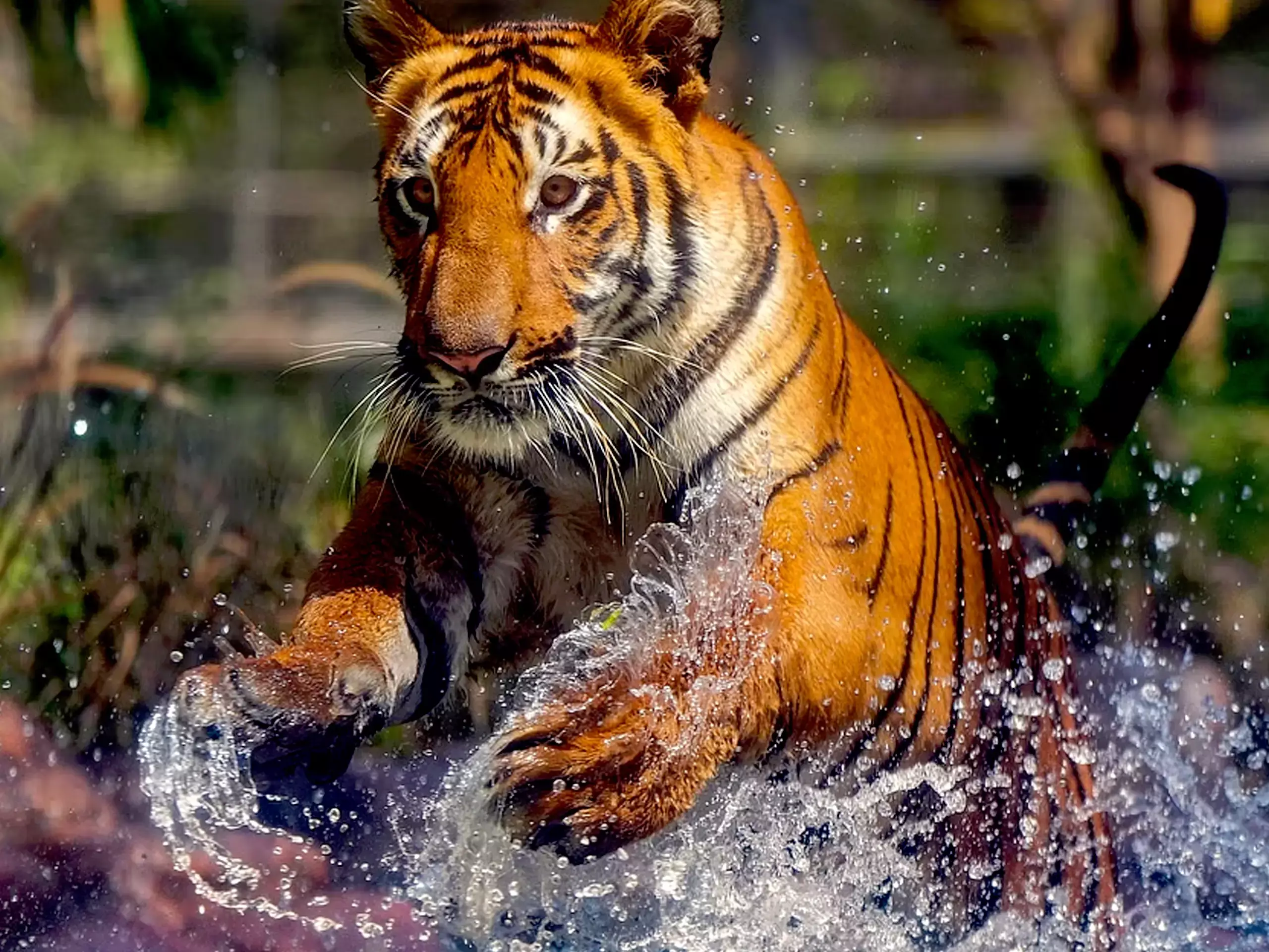 തിരഞ്ഞെടുപ്പ്: ബംഗാളില്‍ പ്രചാരകര്‍ സിനിമാ താരങ്ങളല്ല, പകരം മൃഗങ്ങള്‍