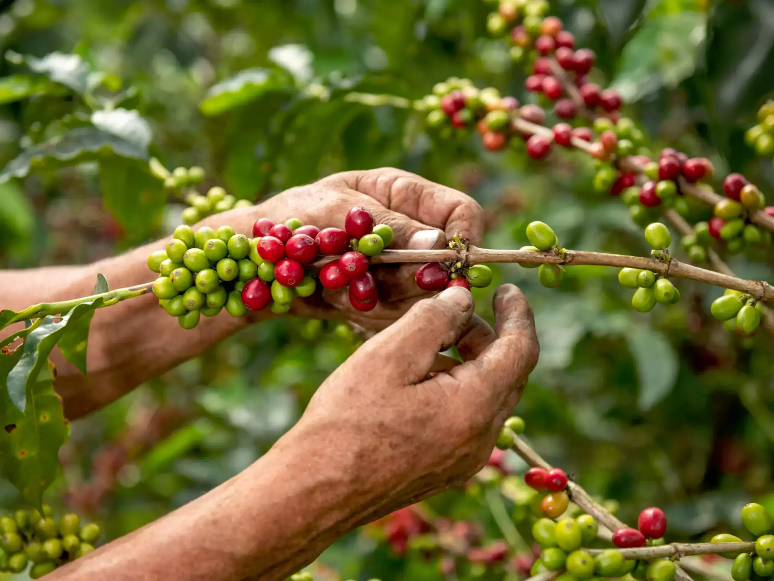 റോബസ്റ്റ കാപ്പിയുടെ വില റെക്കോര്‍ഡ് ഉയരത്തില്‍