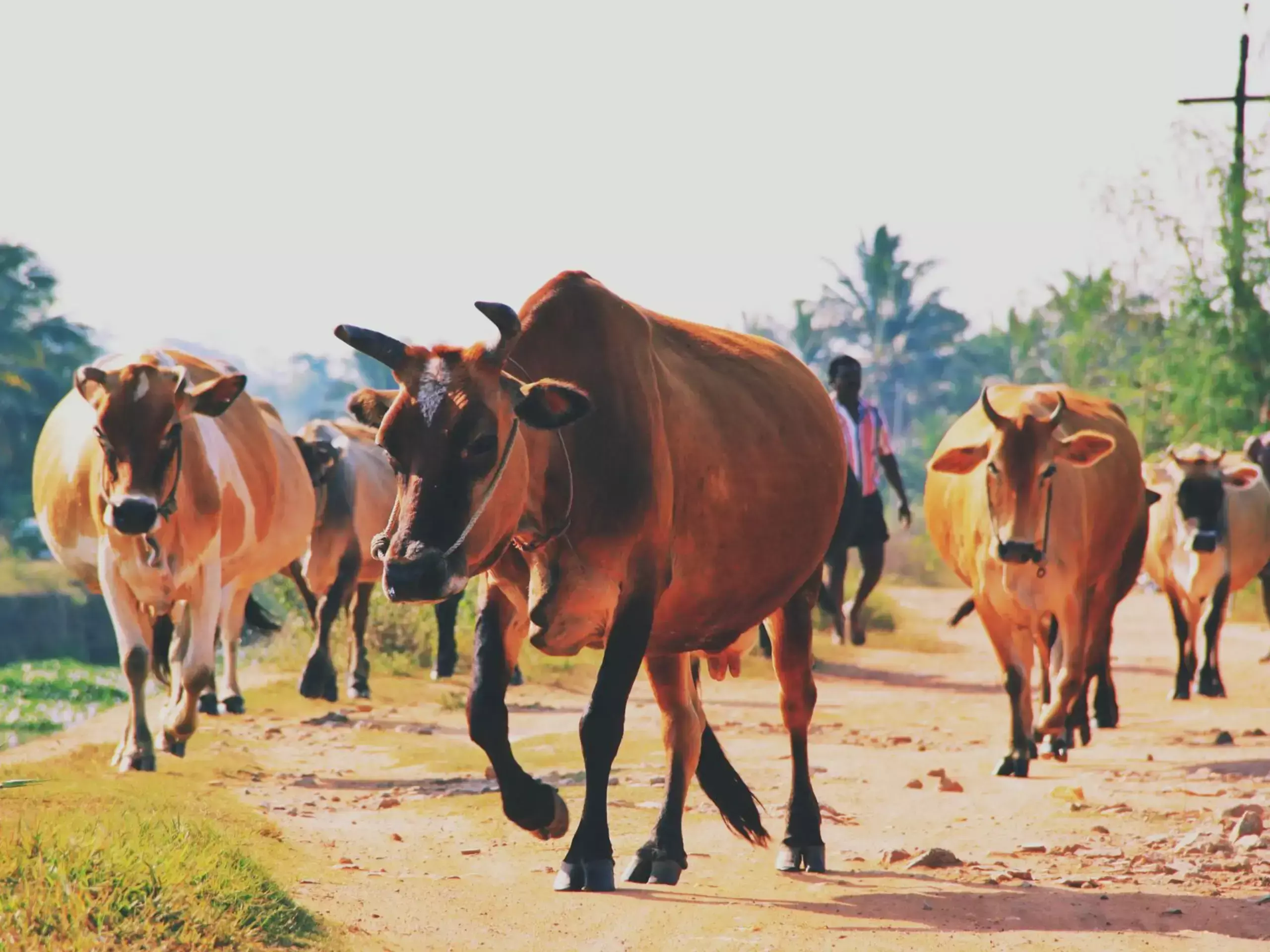 പശുക്കൾക്കുള്ള വേനൽകാല ഇൻഷ്വറൻസ് പദ്ധതി കേരളത്തിൽ ഹിറ്റാകുന്നു