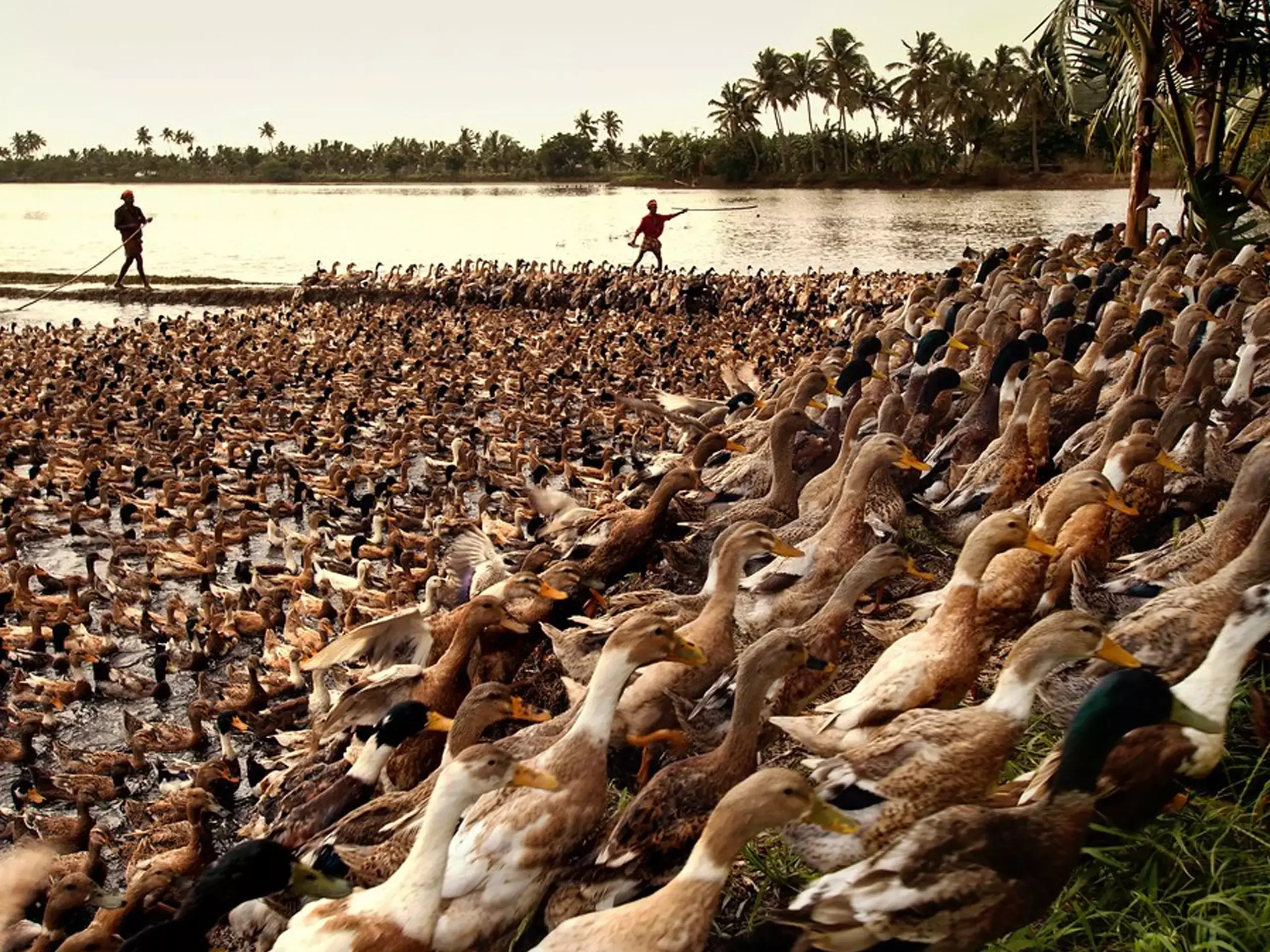 കുട്ടനാട്ടില്‍ പക്ഷിപ്പനി; താറാവുകളെ കൊന്നൊടുക്കും