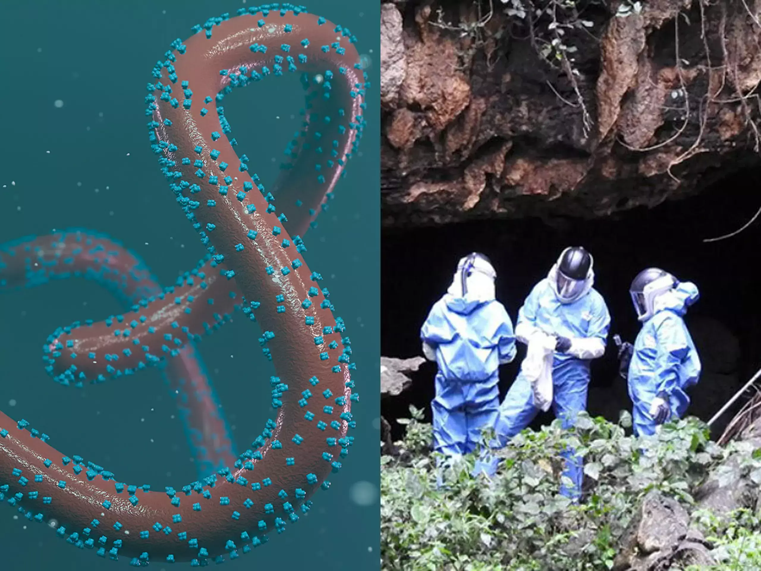 scientific world that the next epidemic marburg, the origin will be kenya