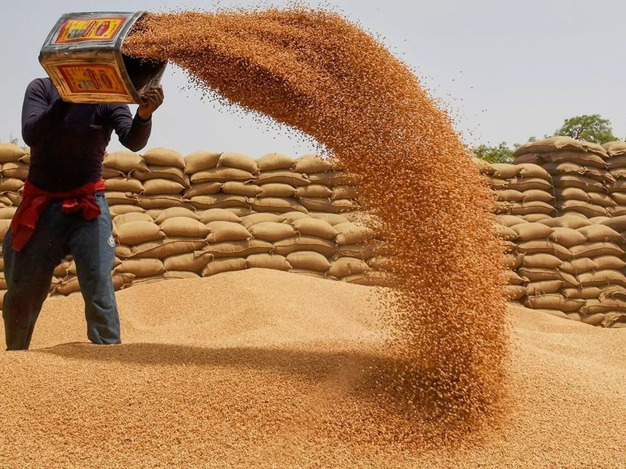 ഗോതമ്പ് സംഭരണത്തില്‍ ഇടിവ്