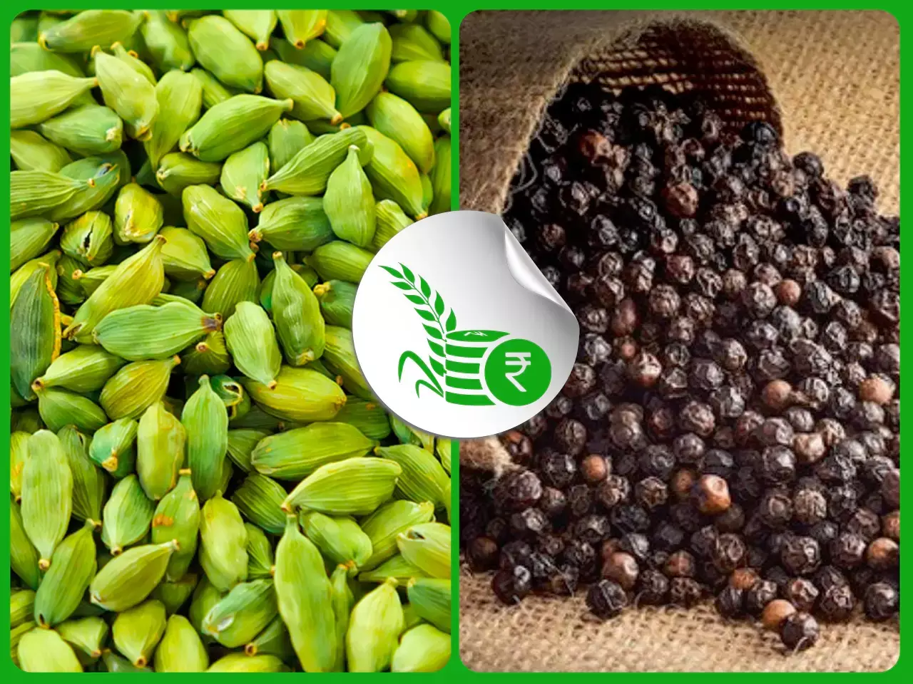 ഏലക്ക ശേഖരണത്തിന് തിരക്ക്;  കുരുമുളക് വില ഉയരുന്നു