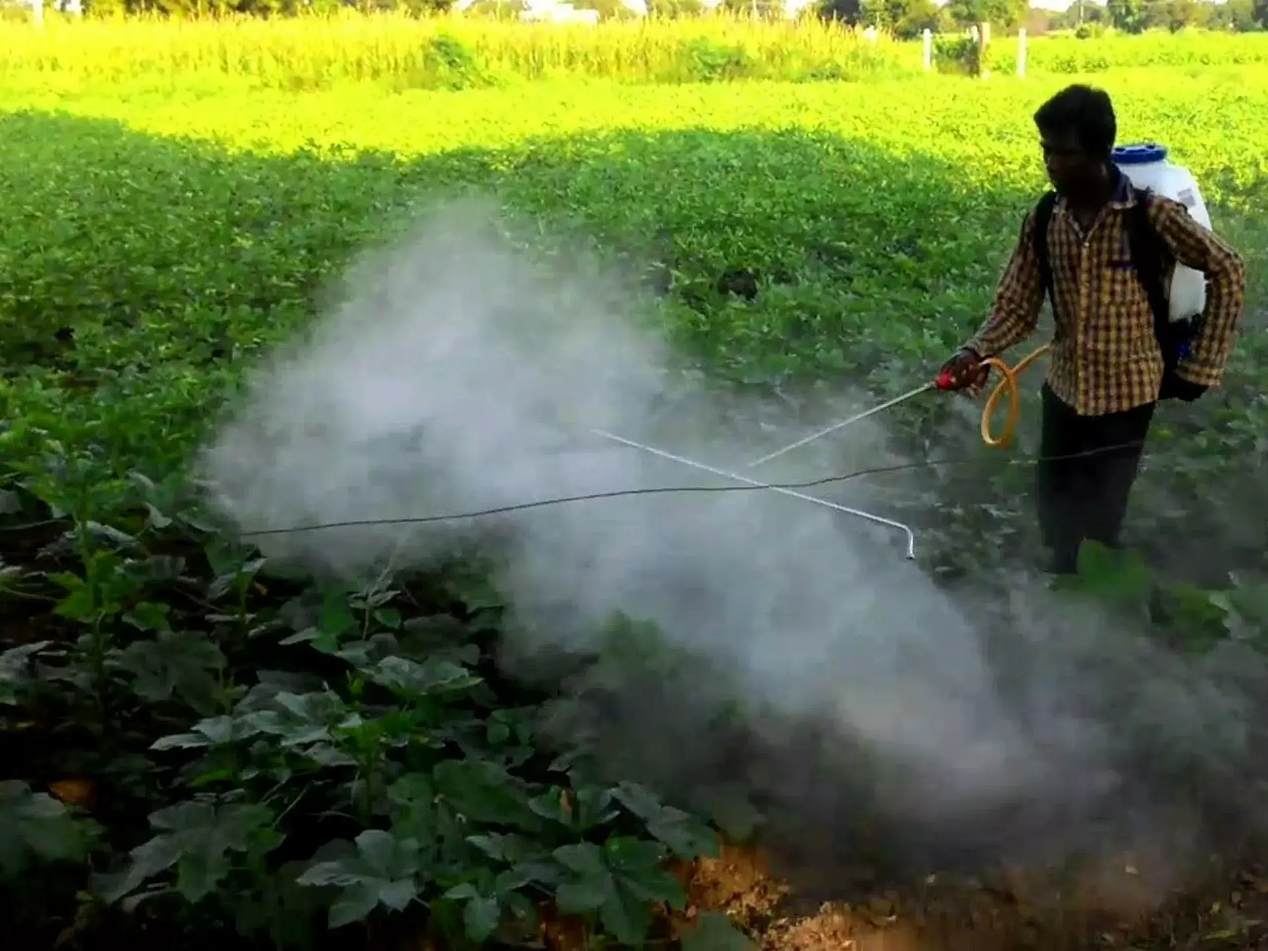 india does not allow pesticides in perfumes india does not allow pesticides in perfumes