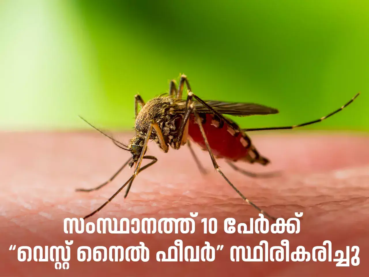 west nile fever has been confirmed in 10 people in the state
