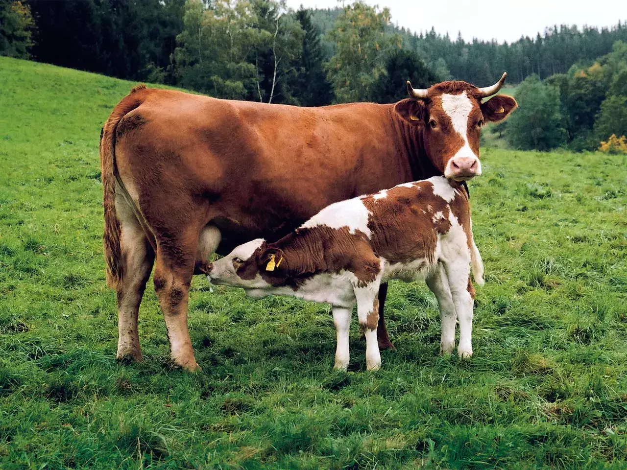 heatwave, those who lose pets can apply for compensation