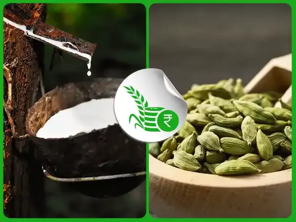 വില ഉയരുന്നതും പ്രതീക്ഷിച്ച് റബര്‍ കര്‍ഷകര്‍;  ഏലംകൃഷിയില്‍ 130 കോടിയുടെ നഷ്ടം