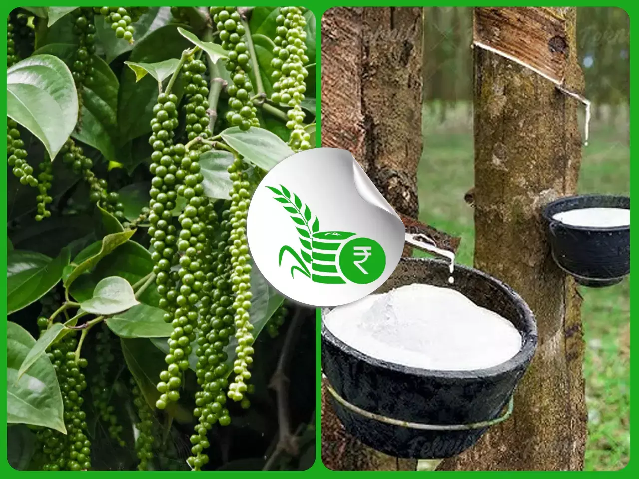 കുരുമുളകില്‍ പിടിമുറുക്കി കര്‍ഷകര്‍;  റബര്‍ വില ഉയരുന്നു