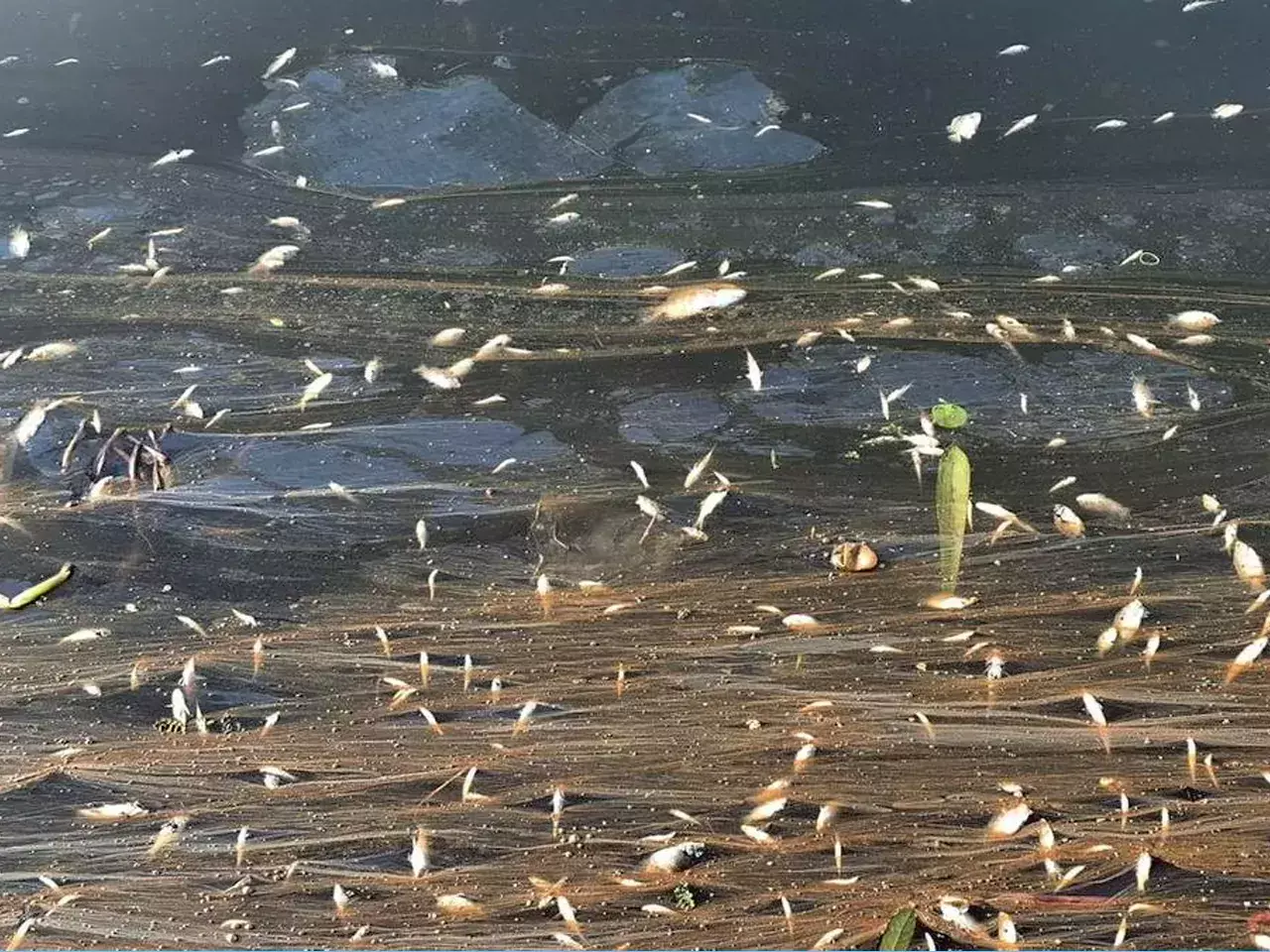 minister said that fish farming in periyar will be checked for chemical contamination