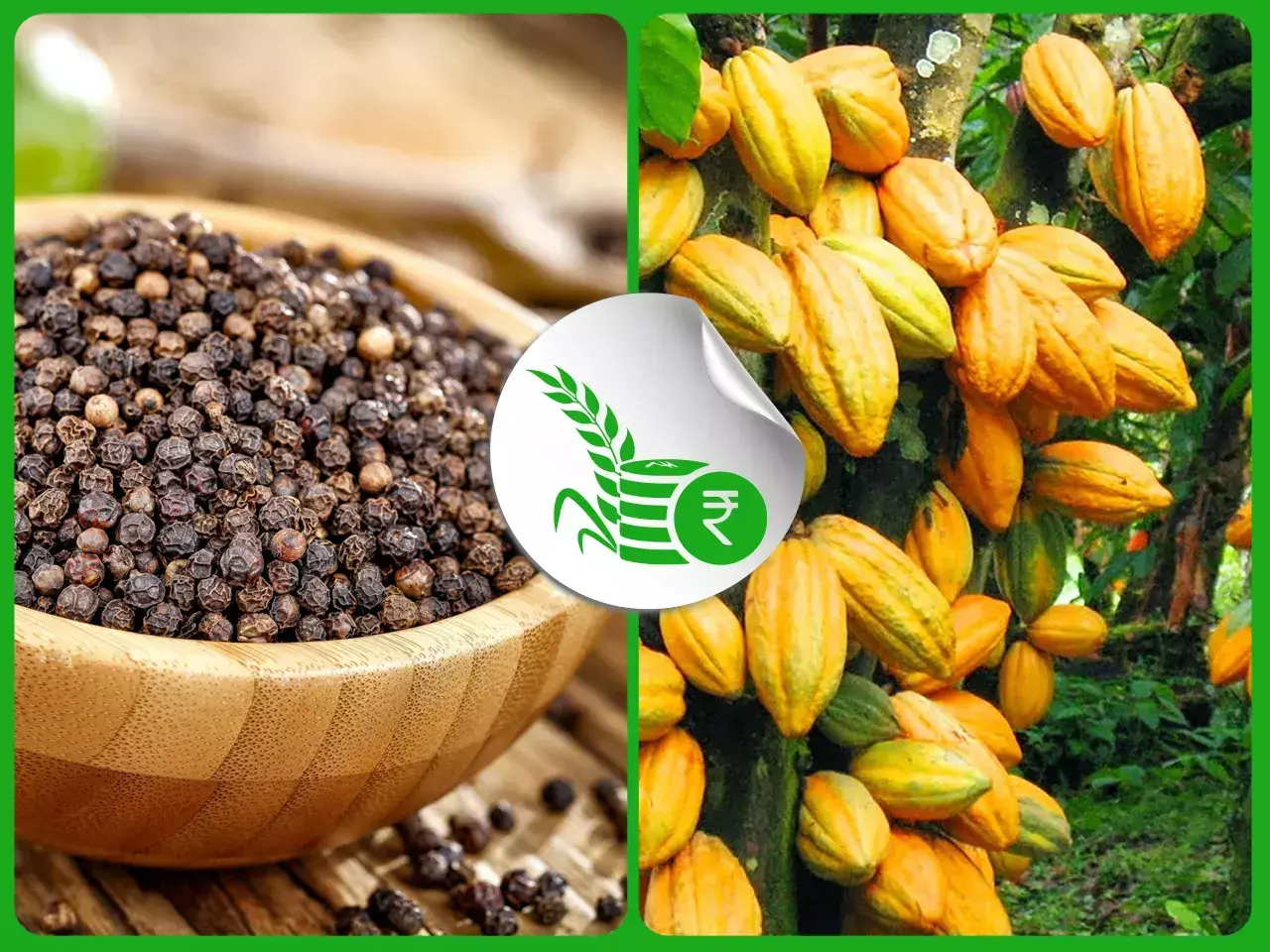 കുരുമുളകിന് തിളക്കം;  പുതുപ്പിറവി കാത്ത് കൊക്കോ