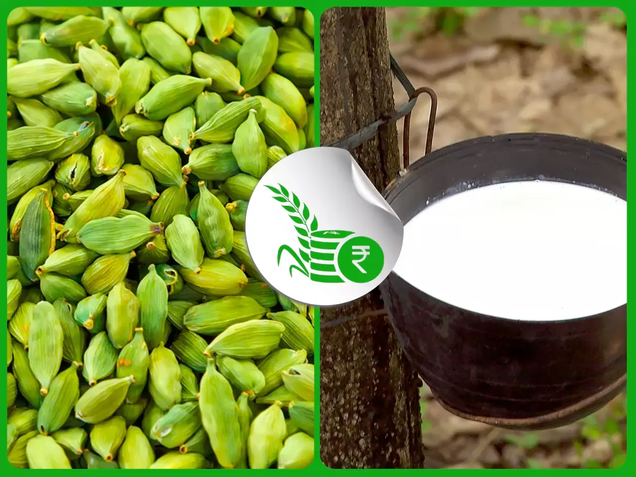 ഏലക്ക സംഭരണം മുന്നേറുന്നു; റബര്‍ വിലയില്‍ ചാഞ്ചാട്ടം