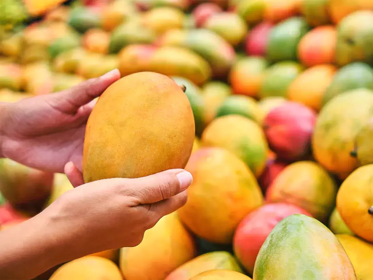 south africa seeks more mangoes from india