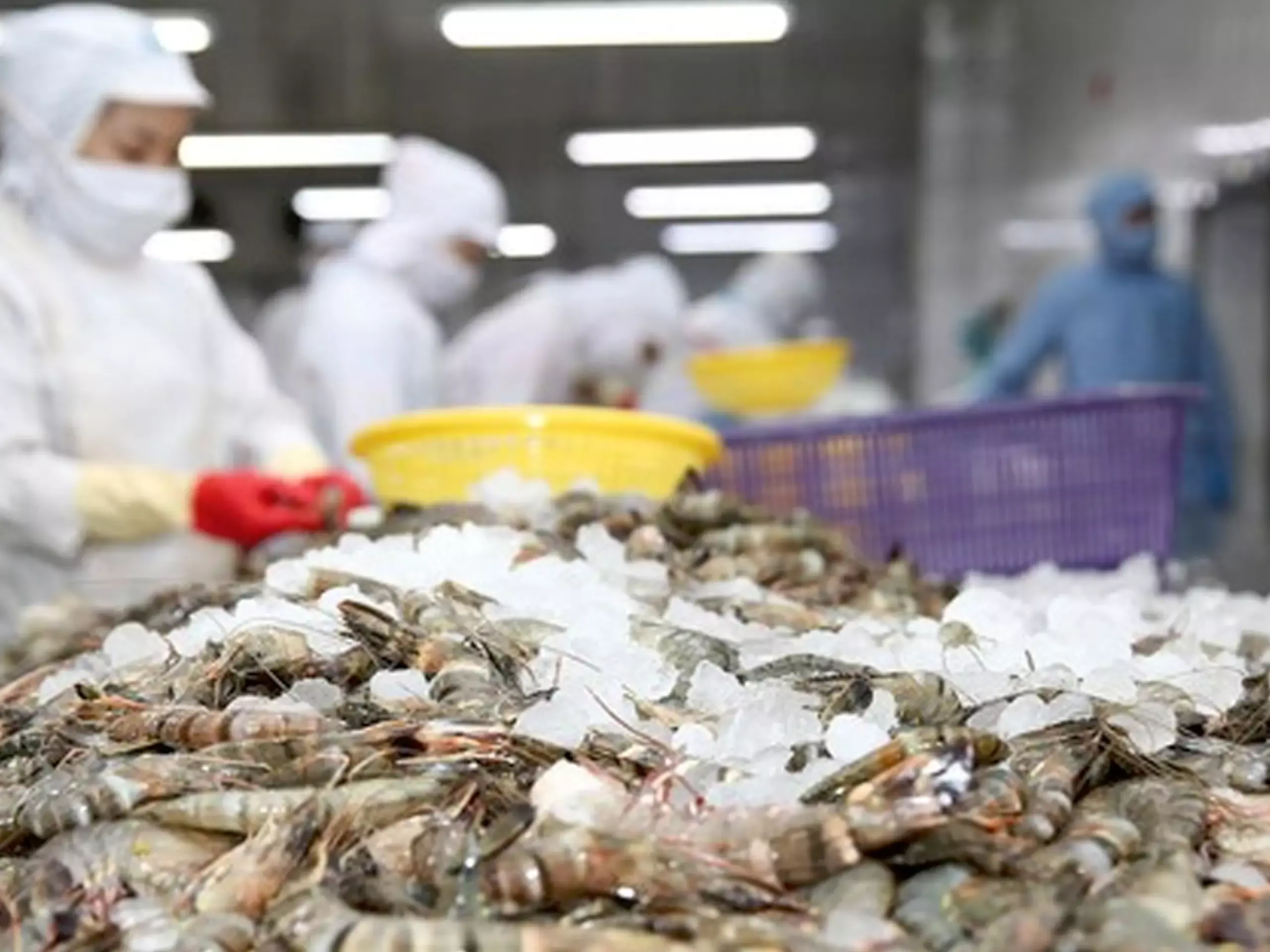Indias seafood exports soar